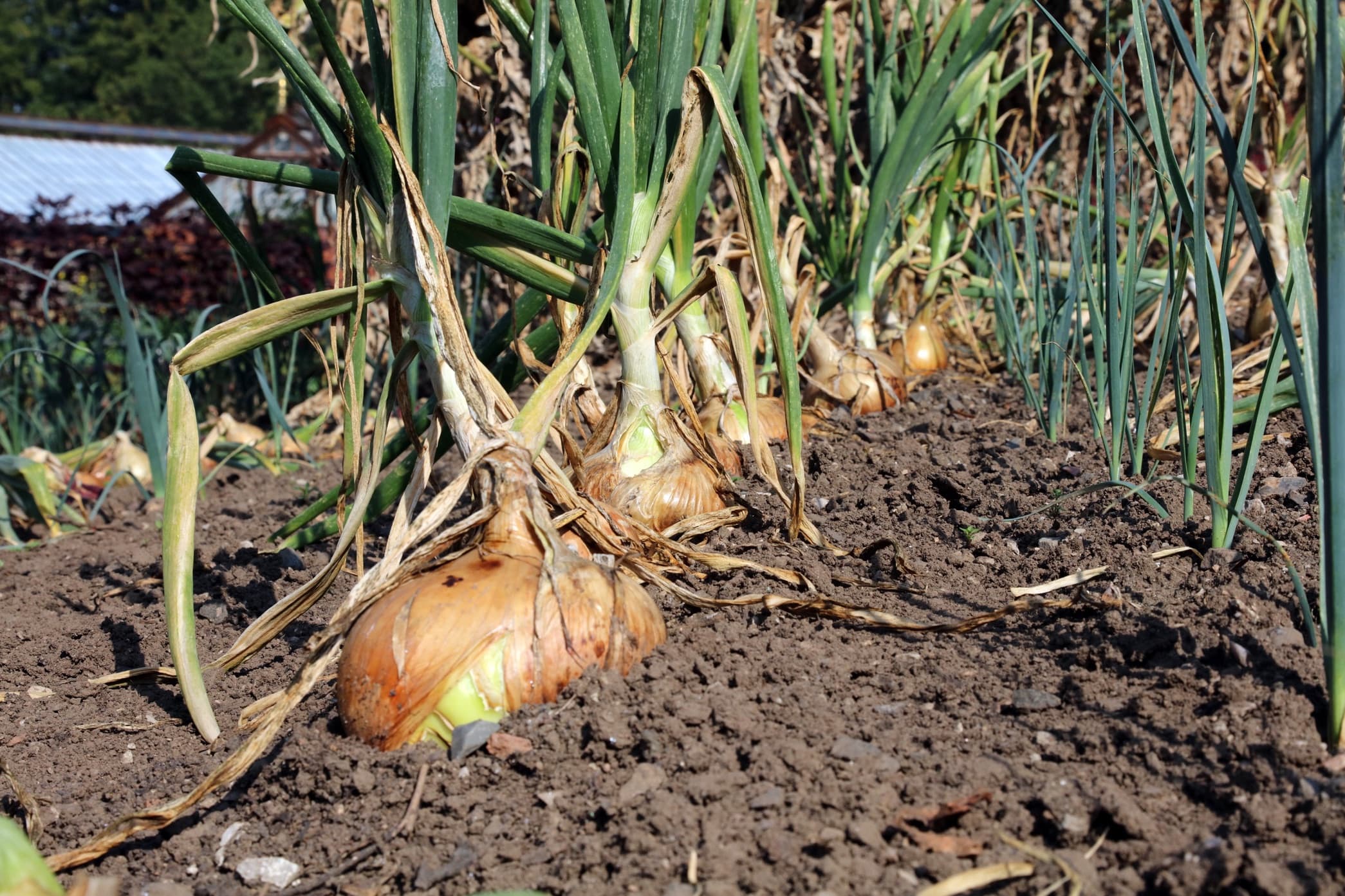 a row of onions growing in the ground