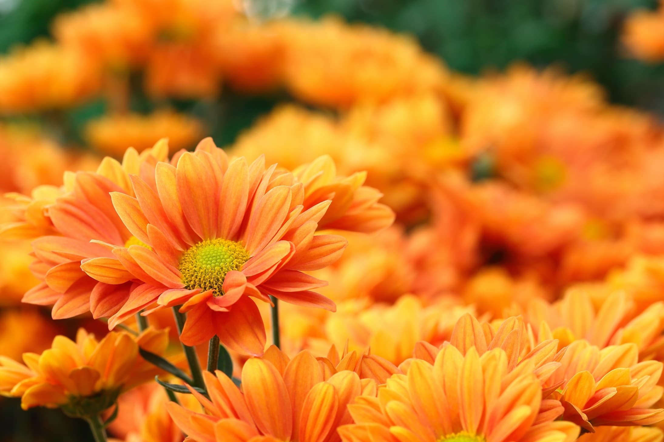 lots of orange flowers
