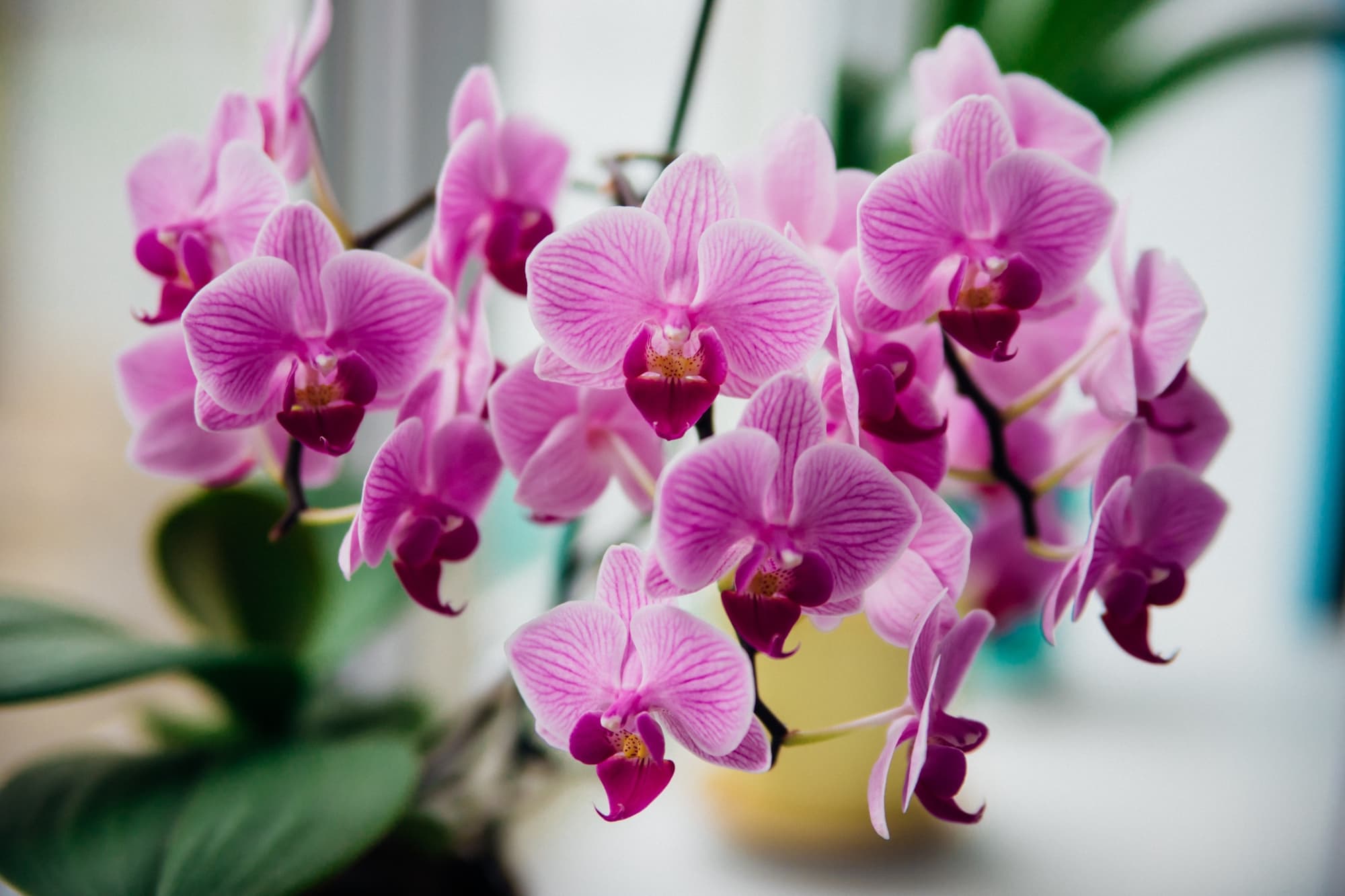 phalaenopsis orchid with pink petals growing atop a tall stem