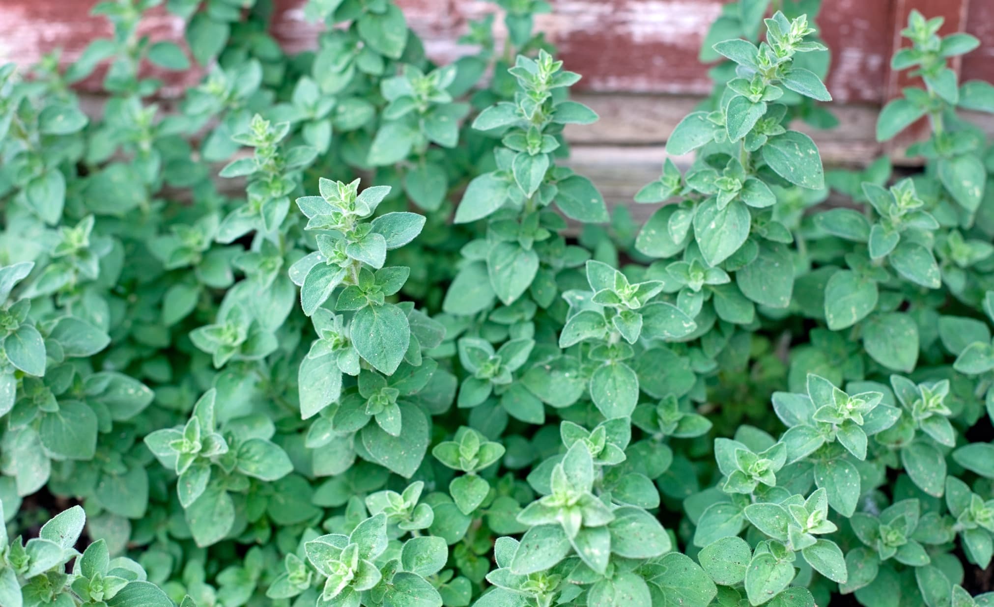 oregano plant growing in the garden