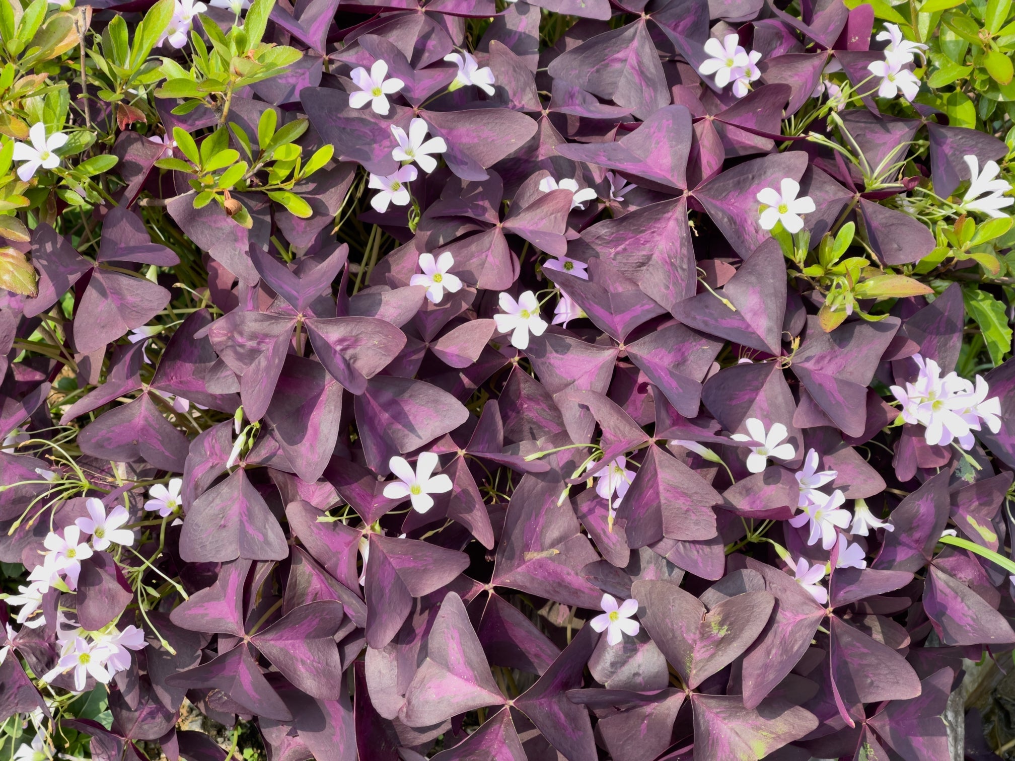oxalis plant with purple leaves and star-shaped white flowers growing outside