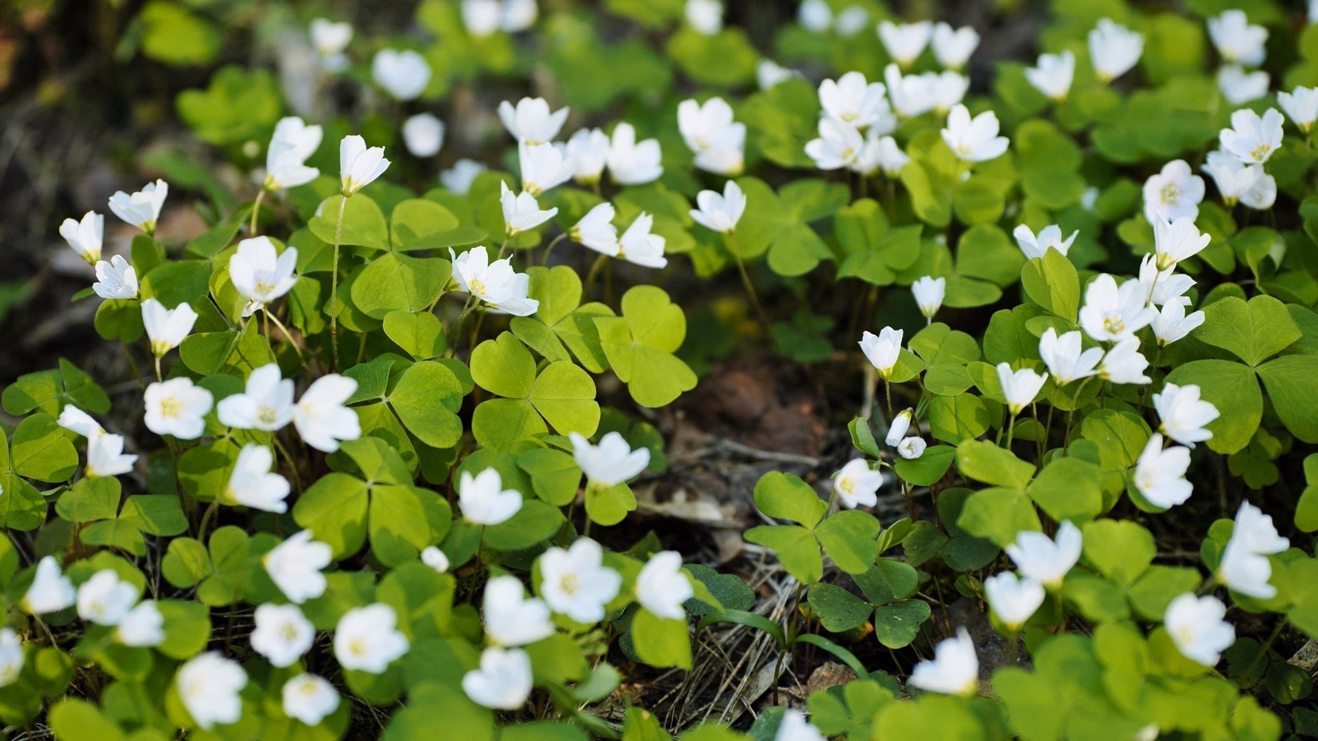 tiny white flowers from an oxalis shrub with light green foliage growing on the ground outside