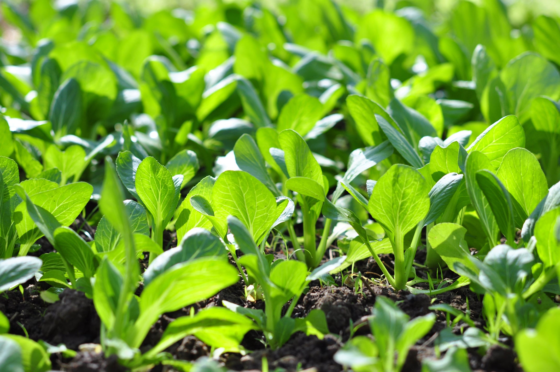 pak choi seedlings bearing a few green leaves growing outside in a field in rows