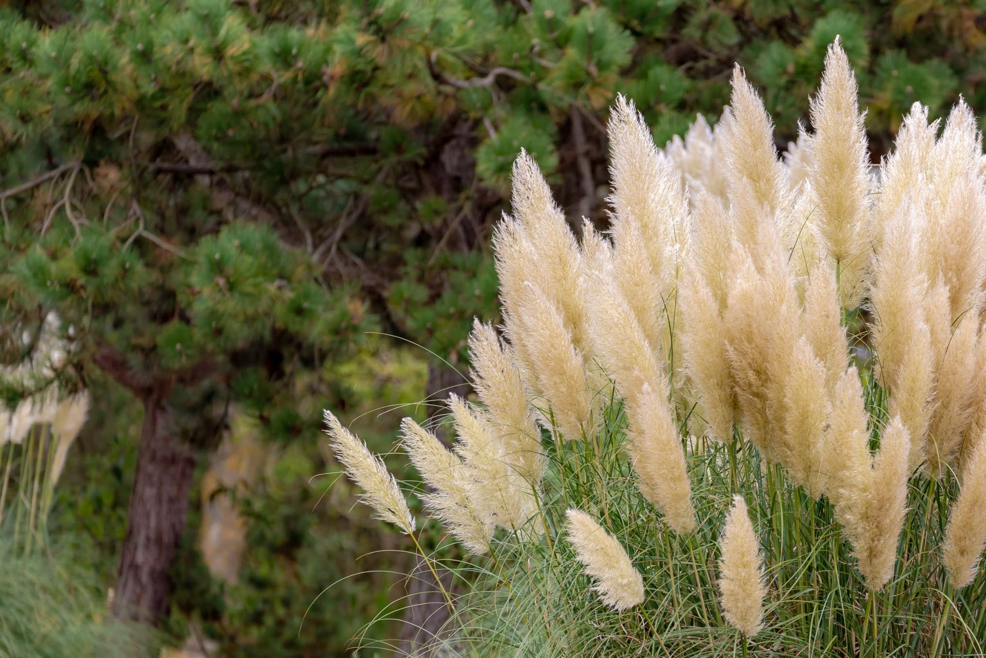 long overgrown pampas grass