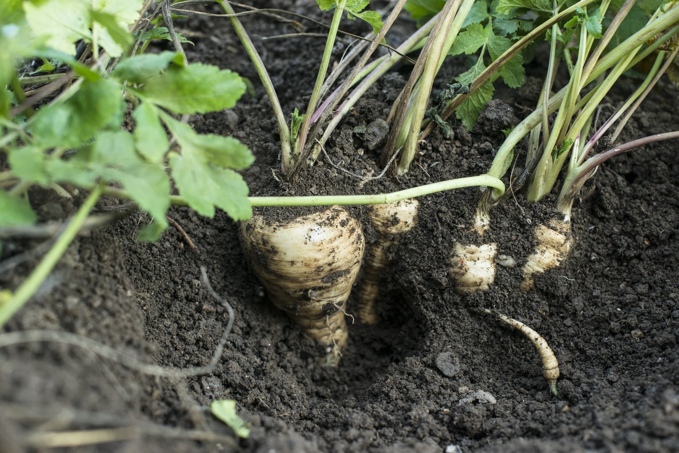 parsnips being unearthed from compost