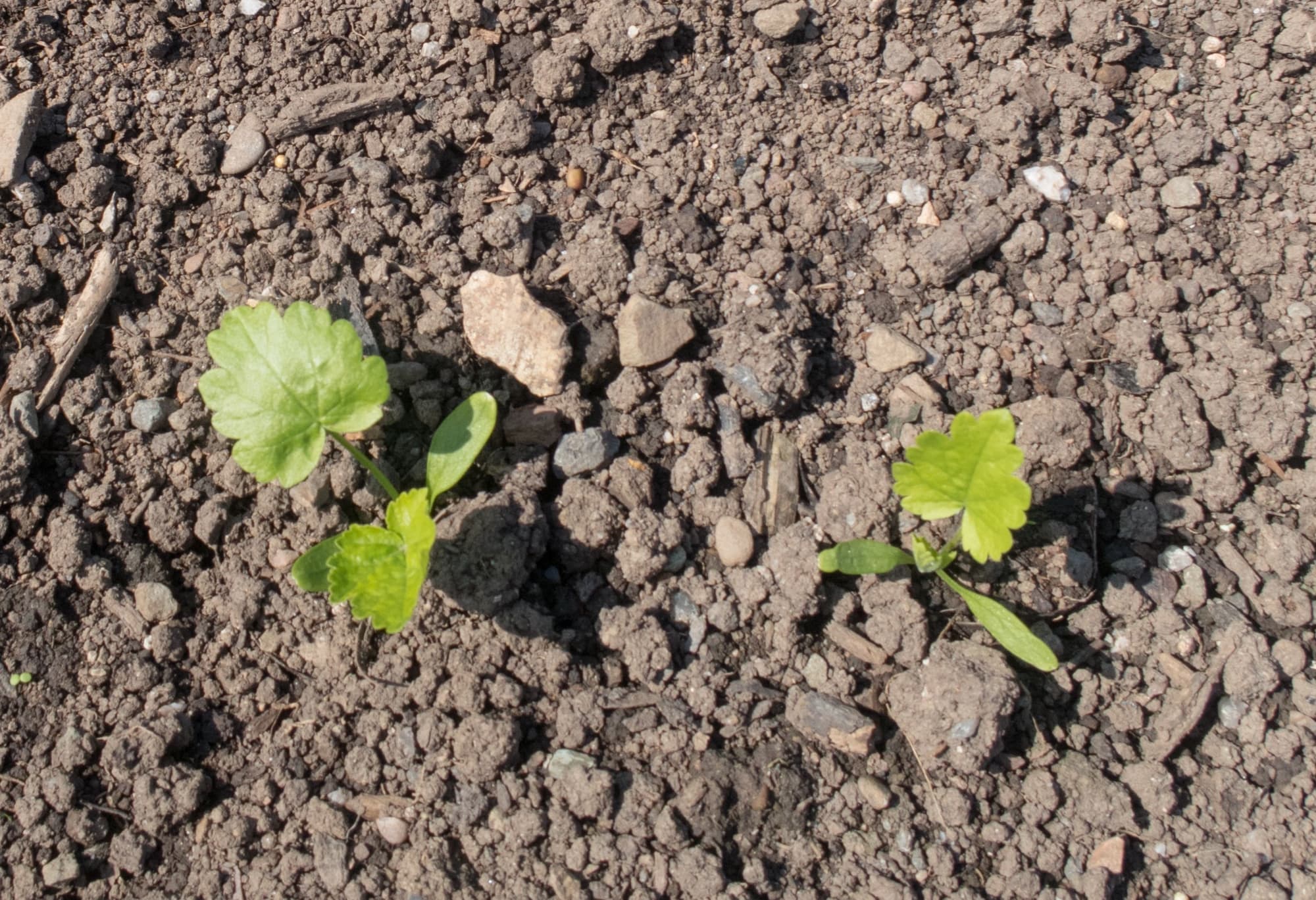 the lobed leaves of parsnip seedlings emerging from the ground