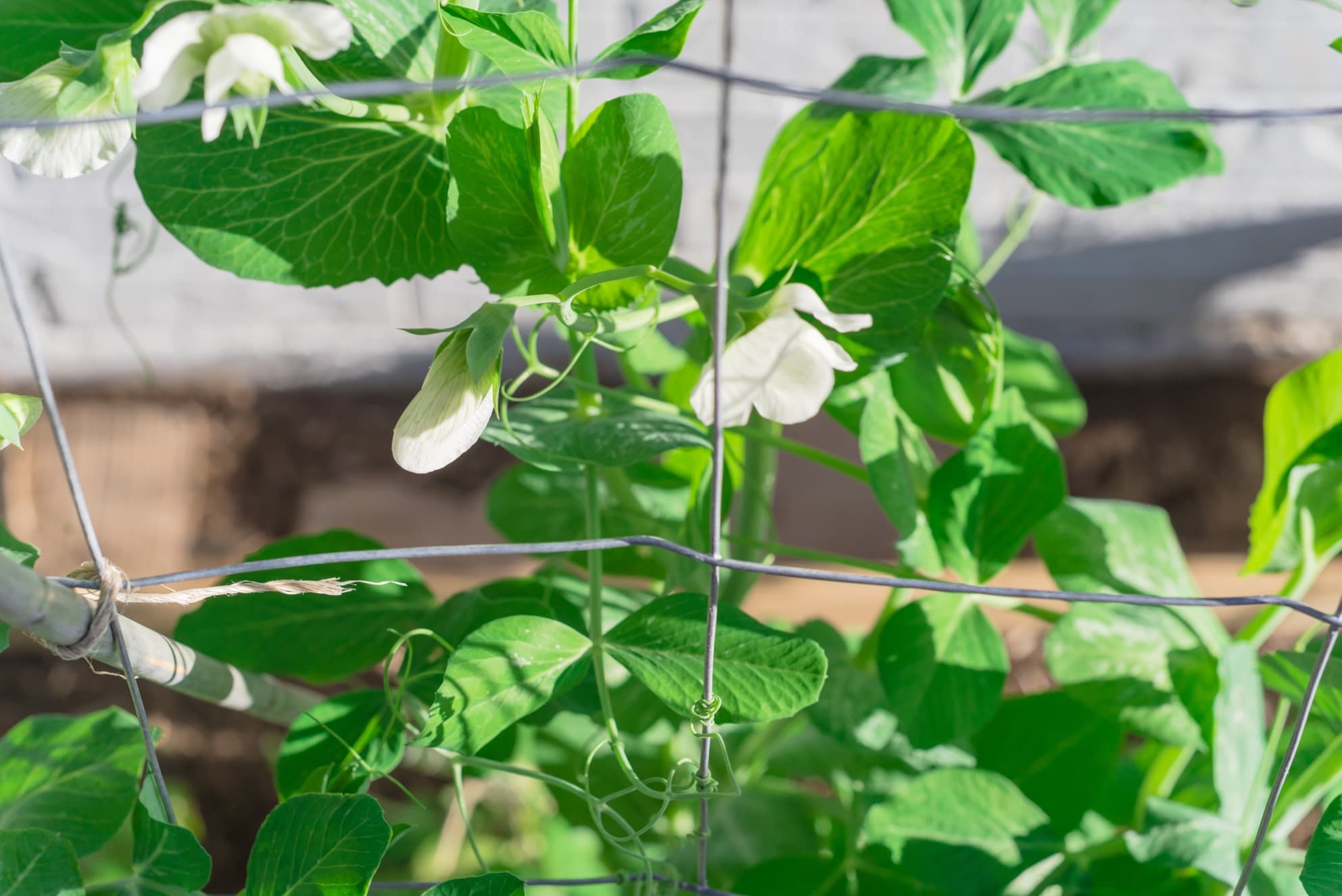 wire used to support climbing pea plant