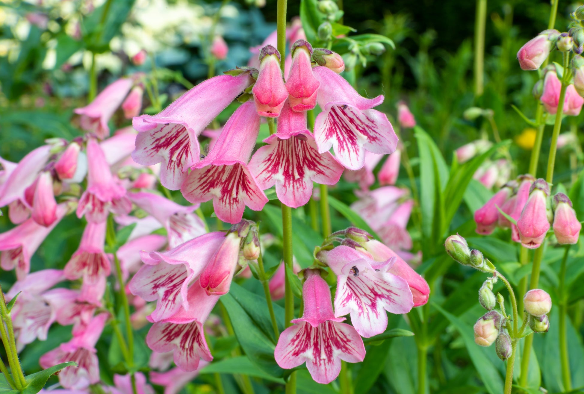 pink flowering bell-shaped penstemon plant growing outside
