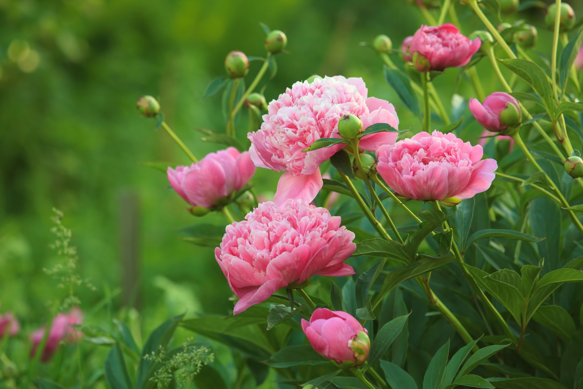 pink flowering peonies growing in grass outside in a field