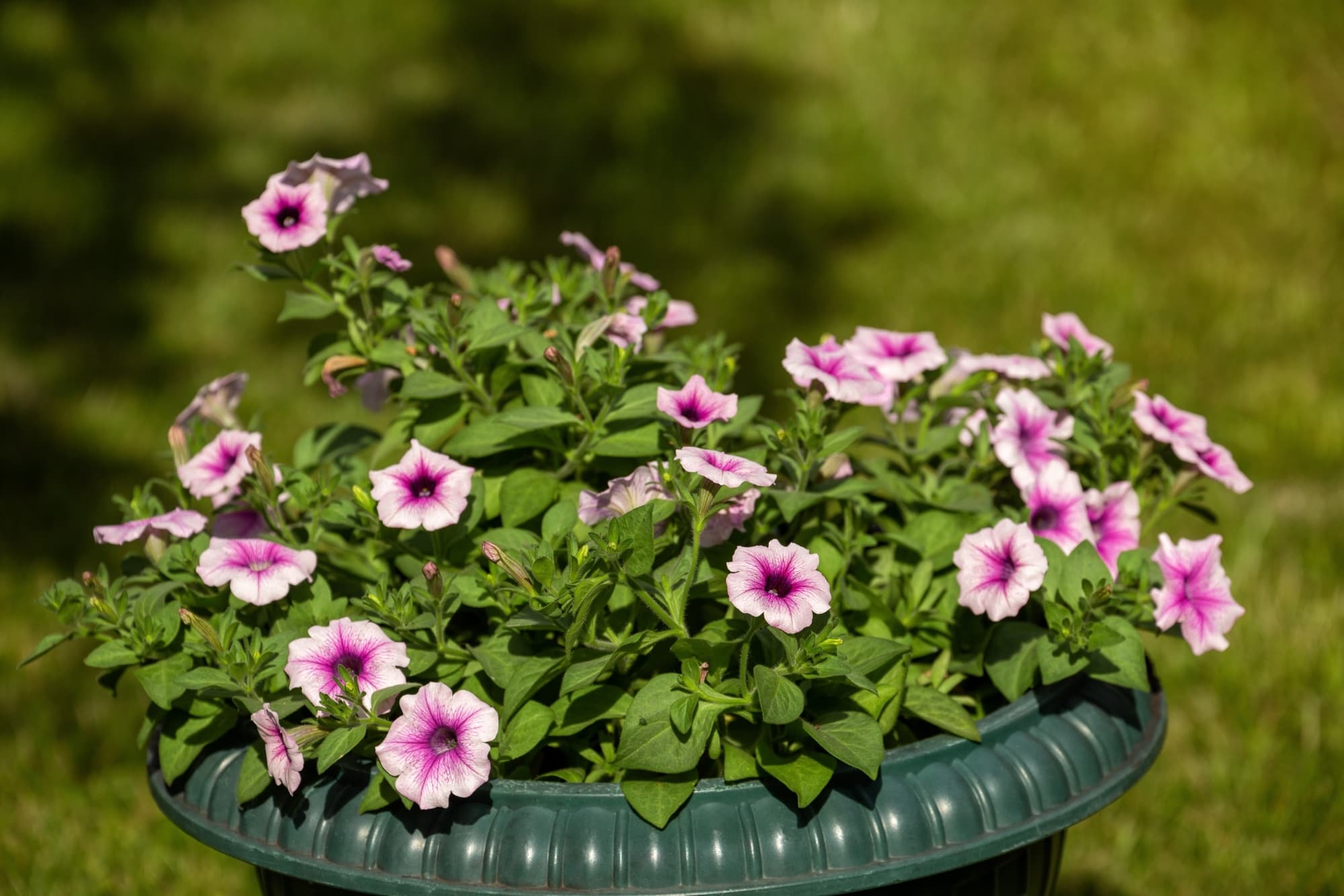 pink petunia flowers stained with purple at their centres growing from a round container