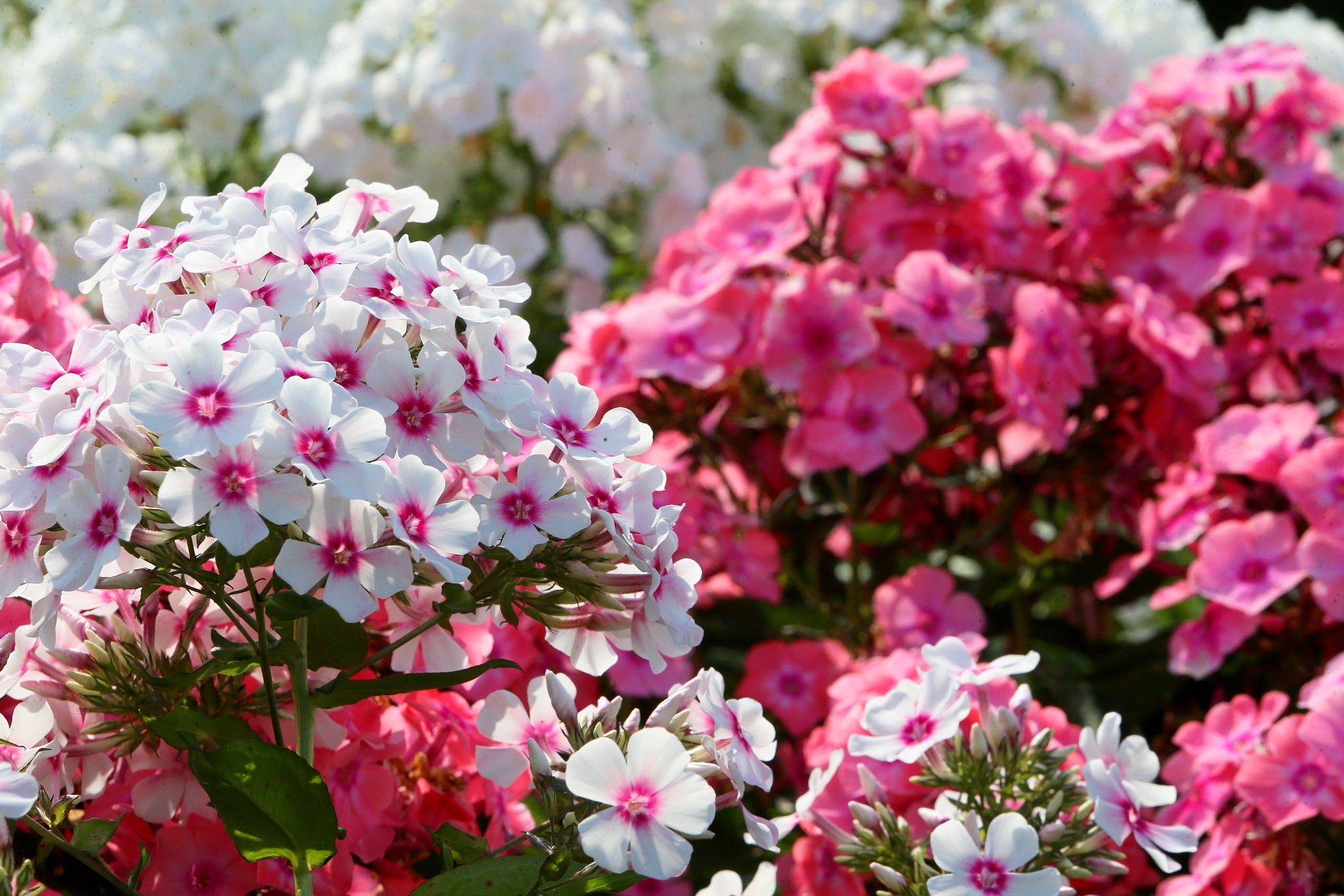 white and pink flowers phlox plants growing outside
