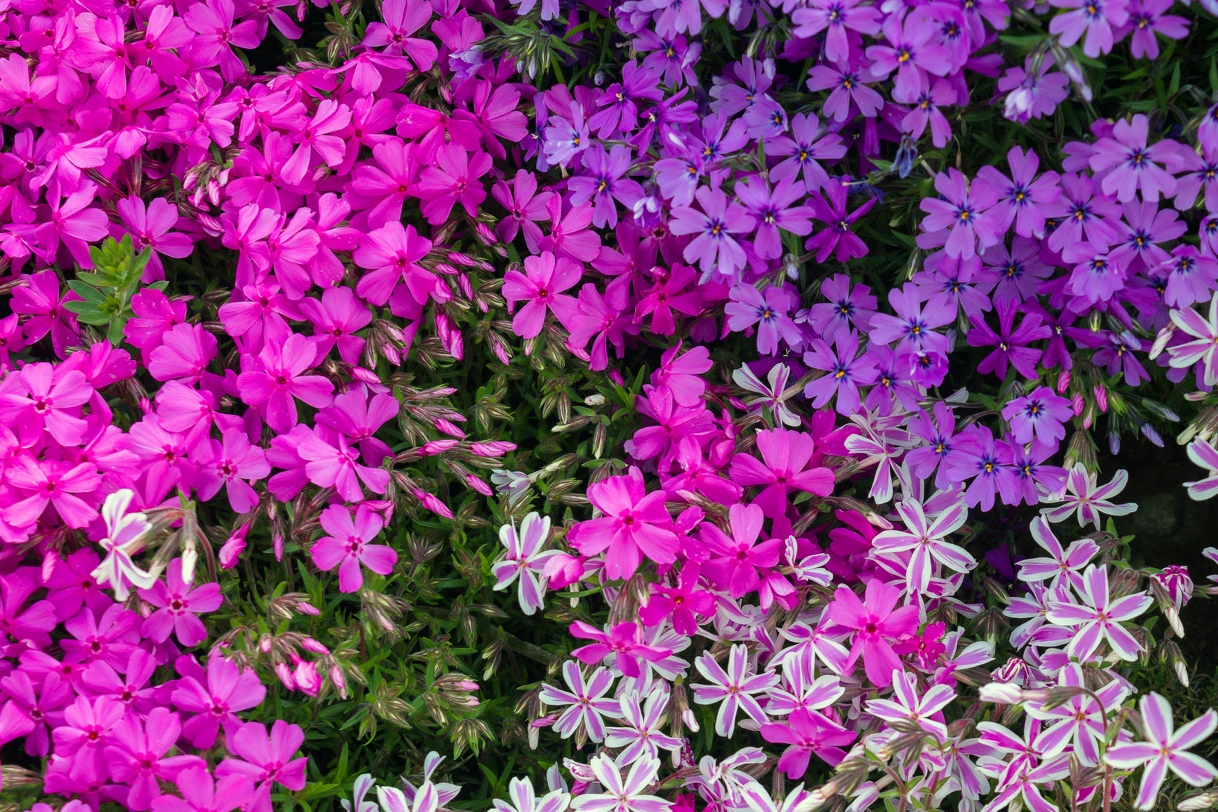 pink and purple flowering phlox plants growing side by side