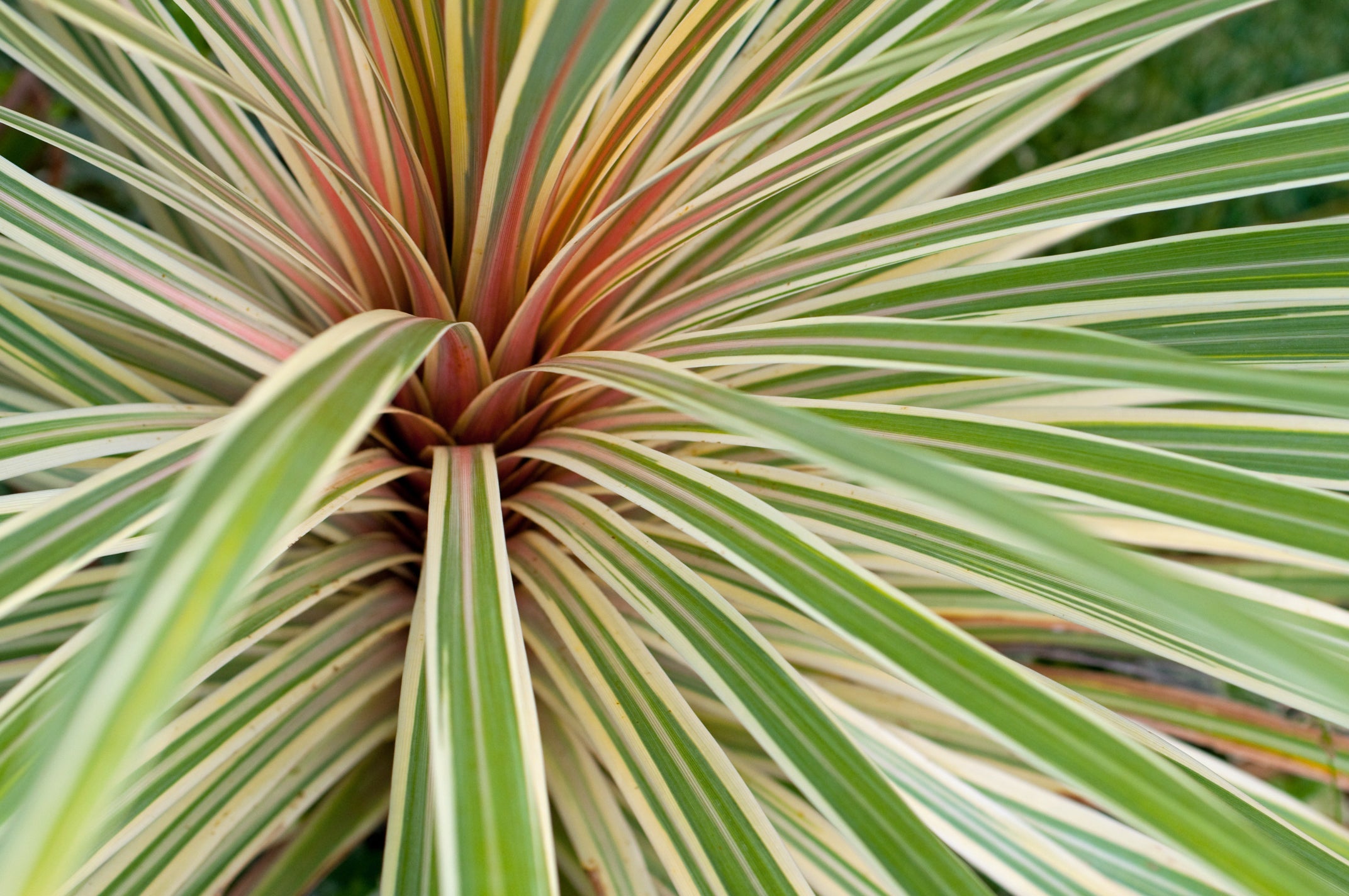 the long thin varigeated green and white leaves from a phormium plant growing outdoors