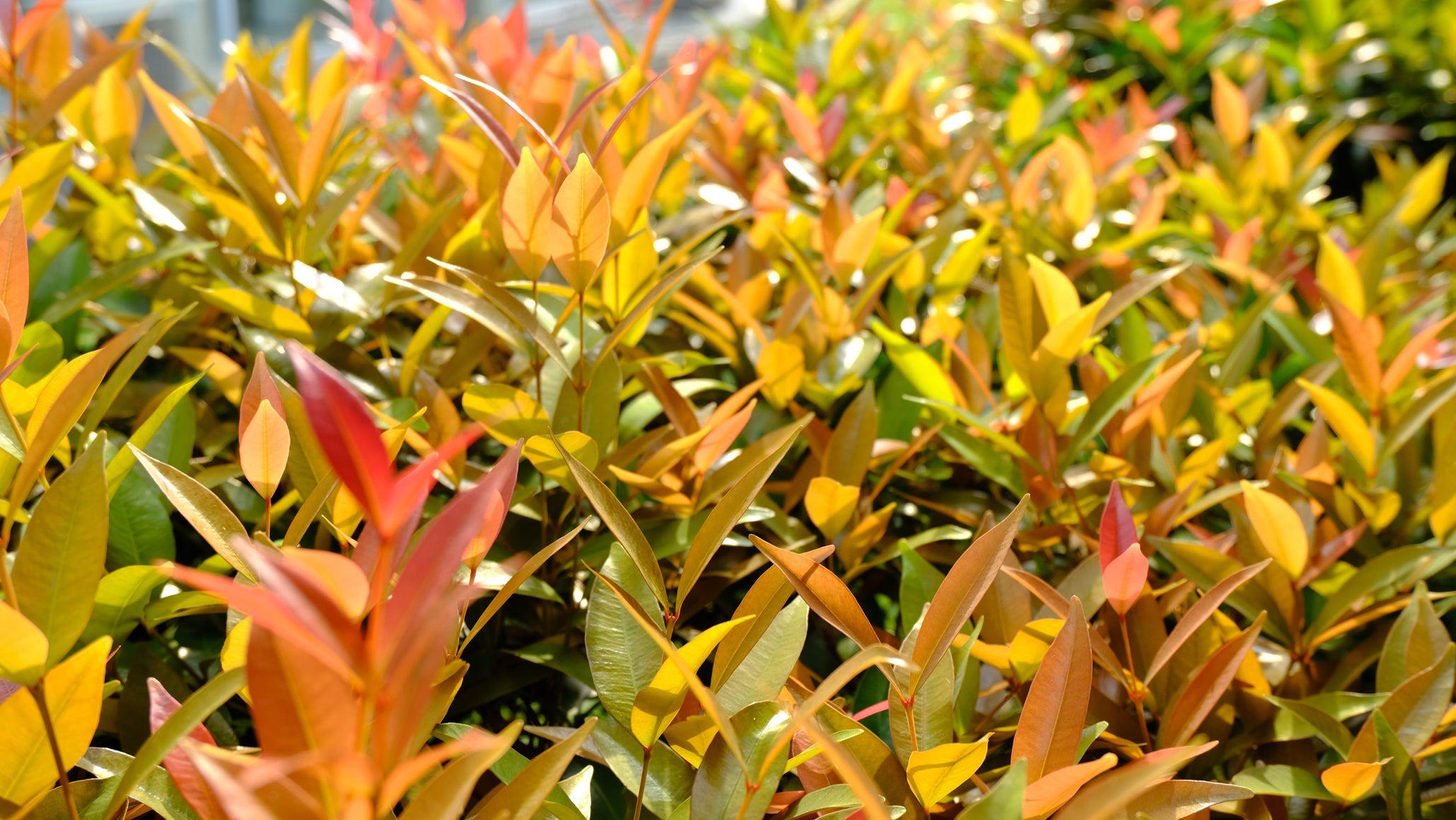 yellow, green and red leaves from a photina shrub growing outdoors