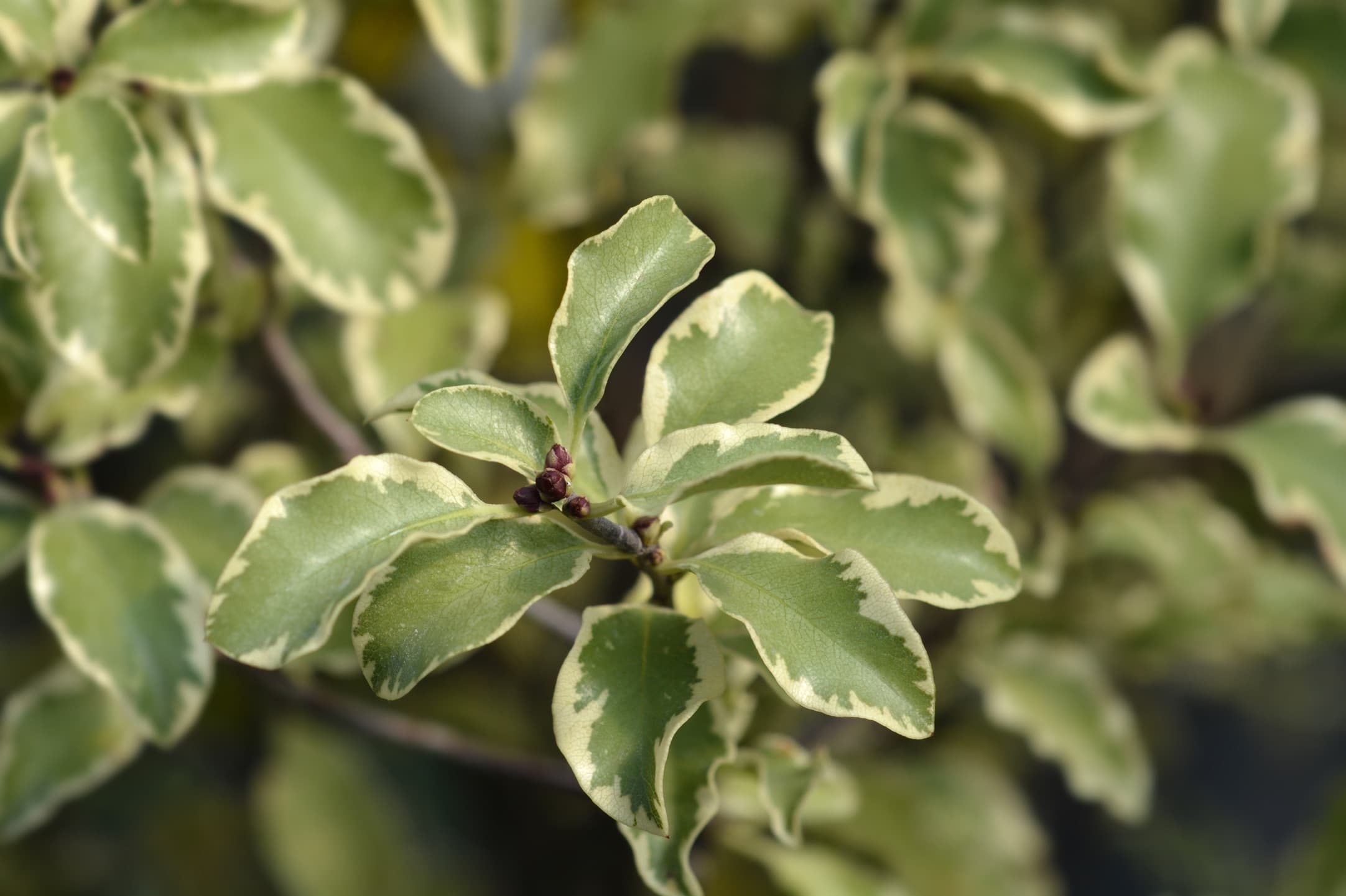 leaves of Pittosporum tenuifolium Variegatum