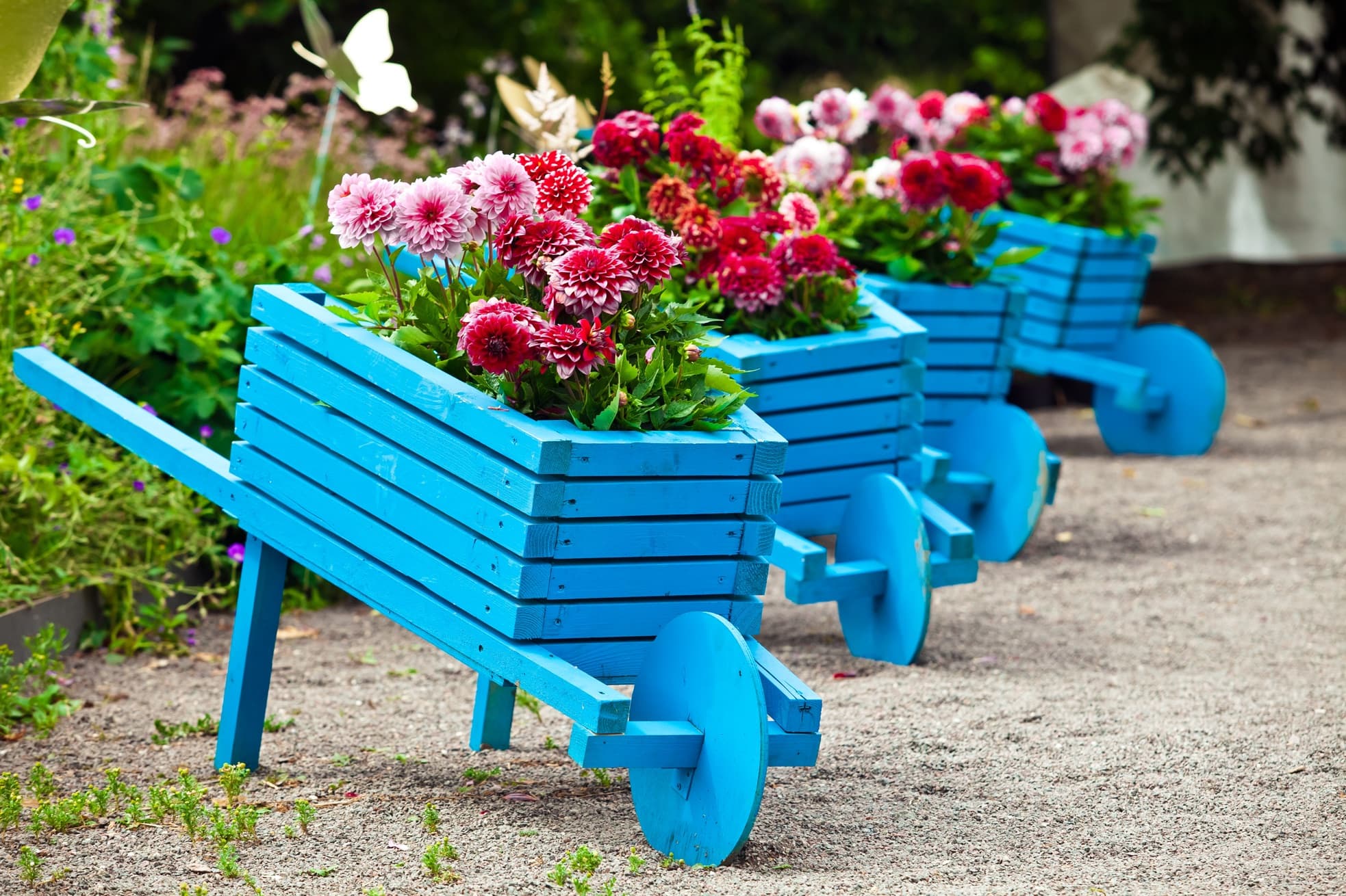 wooden wheelbarrow planters painted bright blue