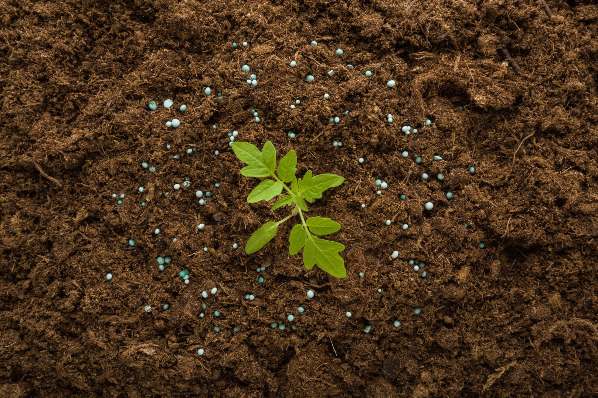 small plant seedling growing in the ground surrounded by blue fertiliser pellets