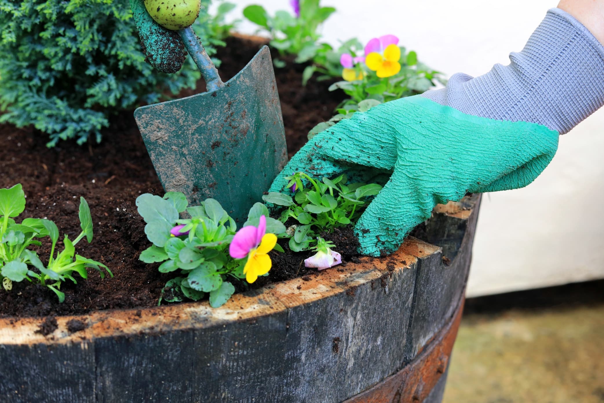gloved gardener using a trowel to plant pansies in a barrel planter