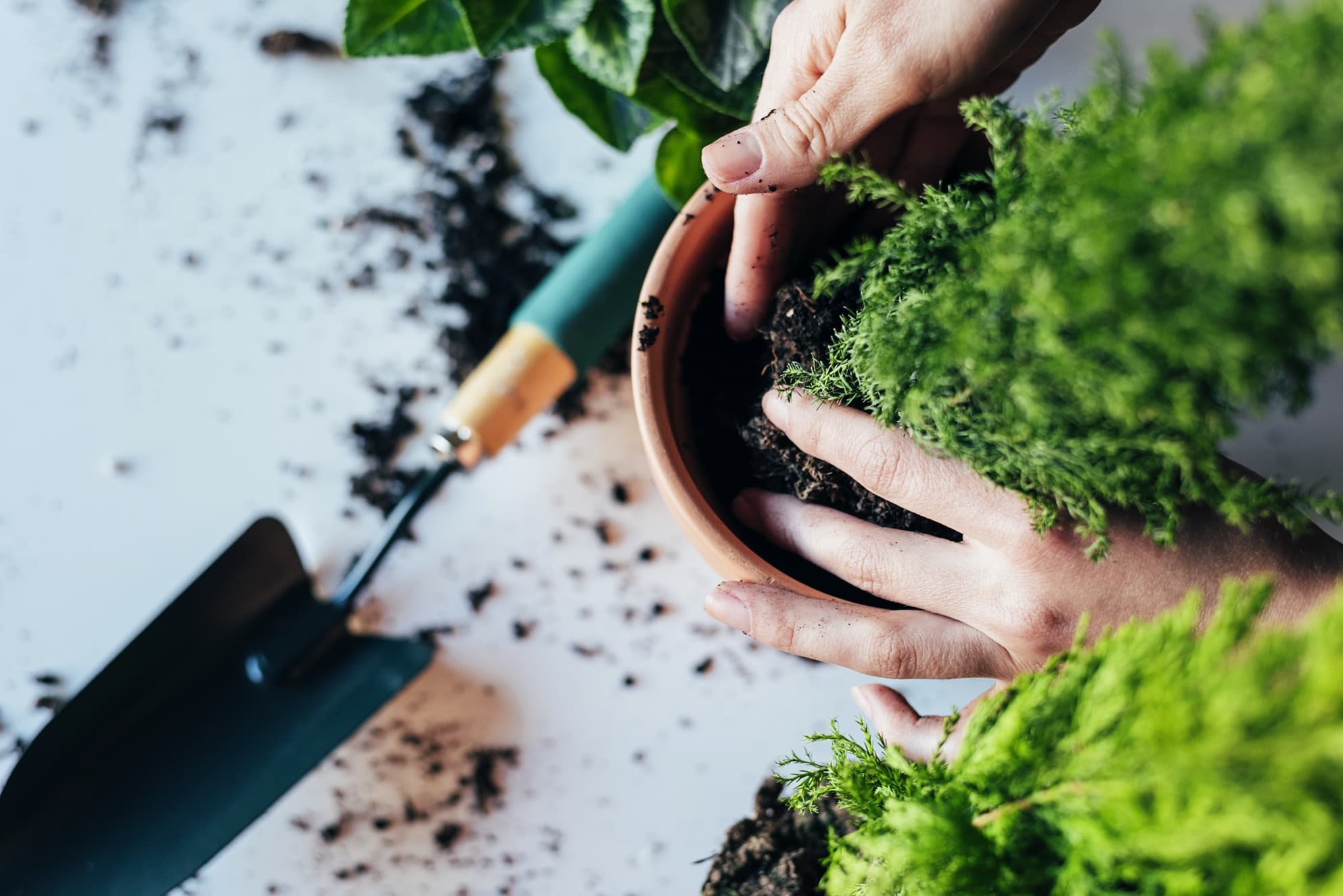 plant being placed into a pot