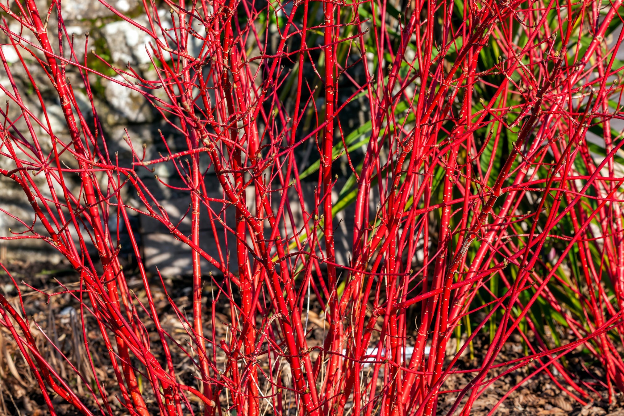 dogwood plant with bright red branches growing in front of green shrub outside