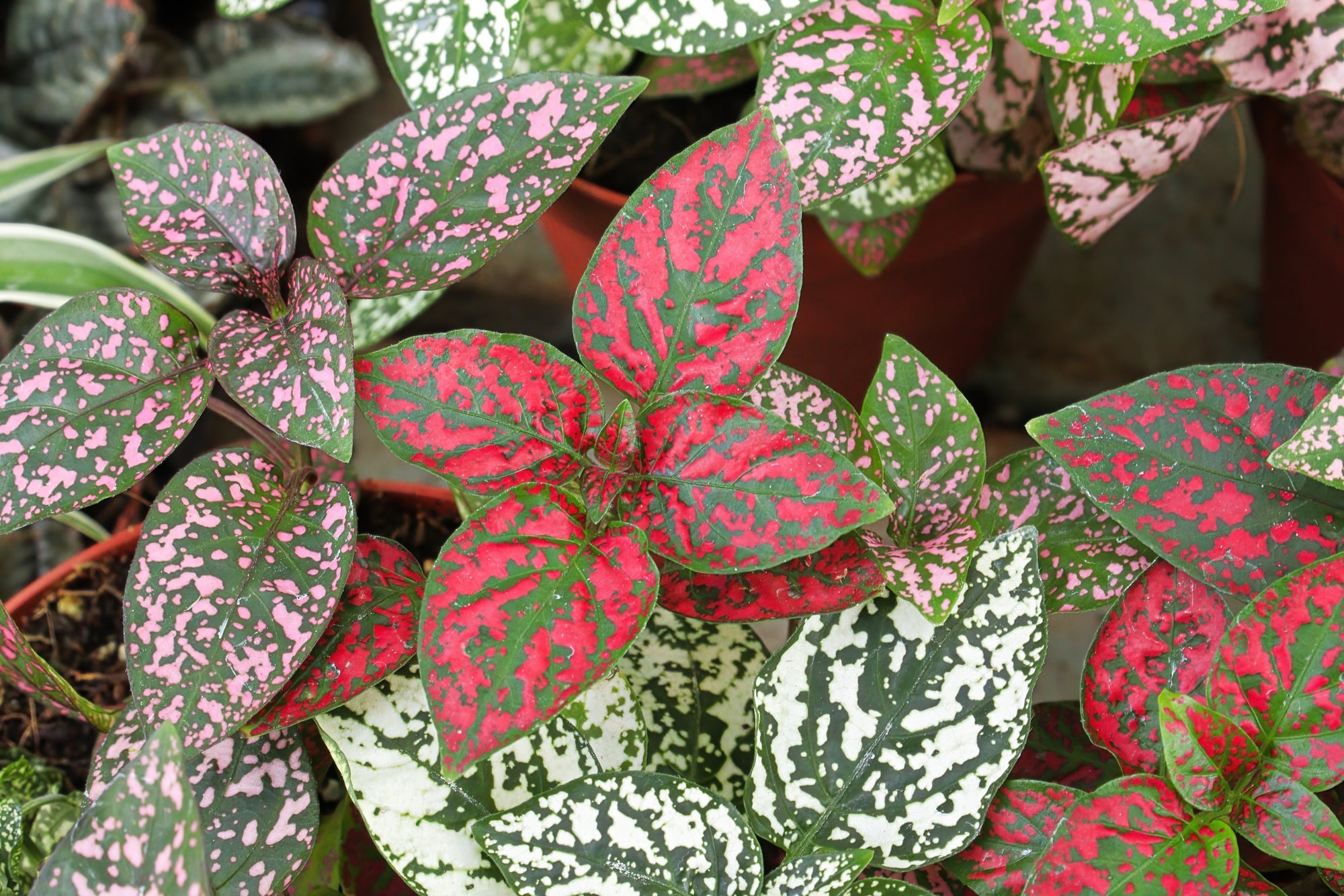 leaves with green, red, white and pink variegation