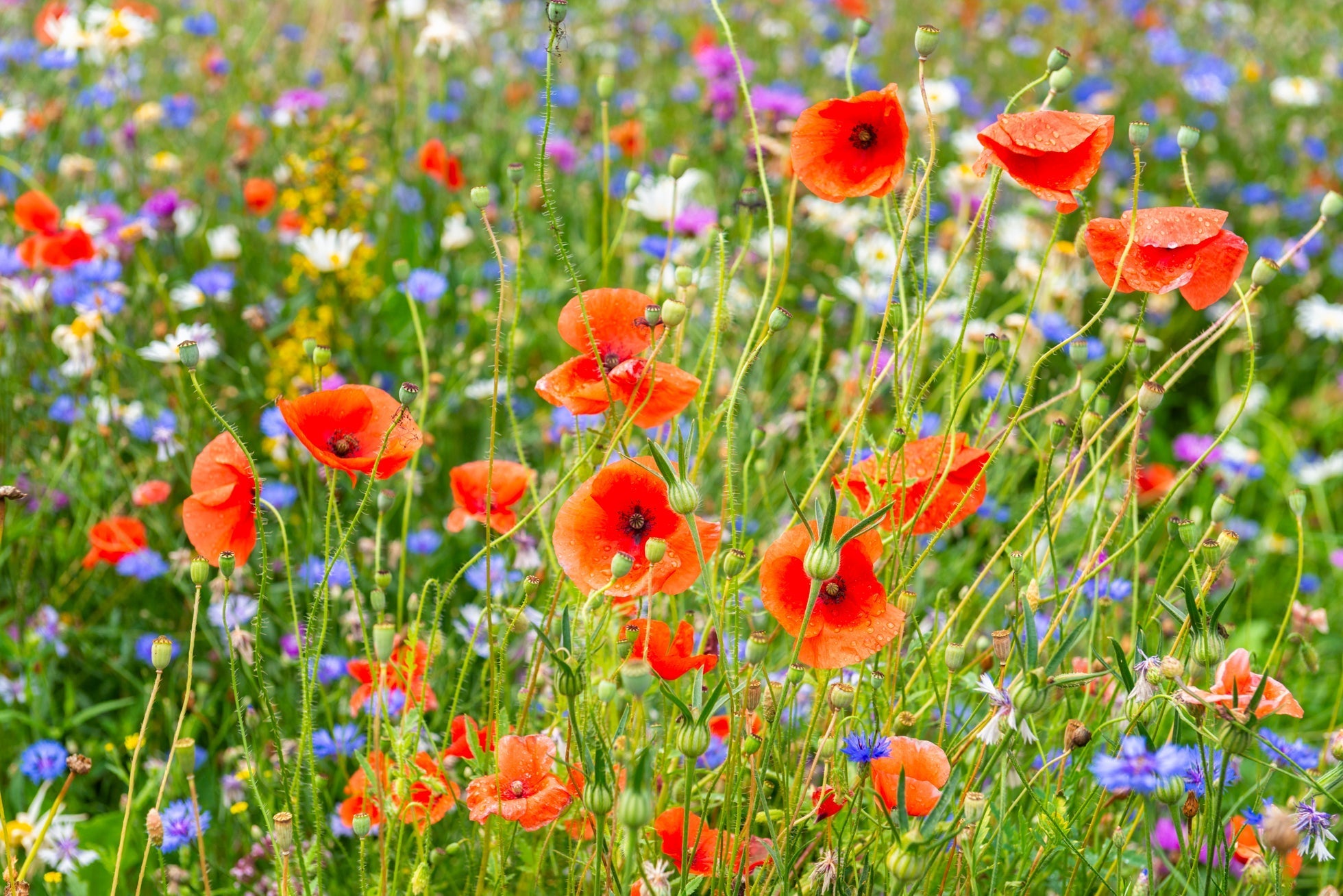 red poppies growing in a field full of white, pink, yellow and blue wildflowers
