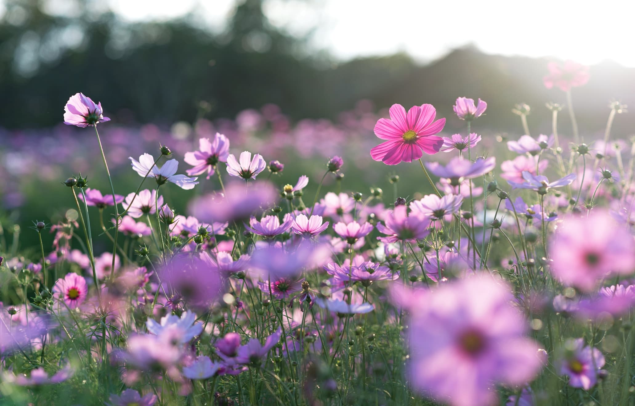 field of cosmos flowers