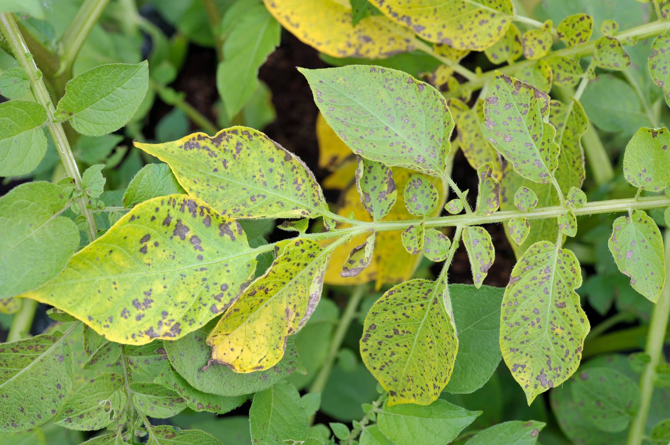 blight on potato foliage