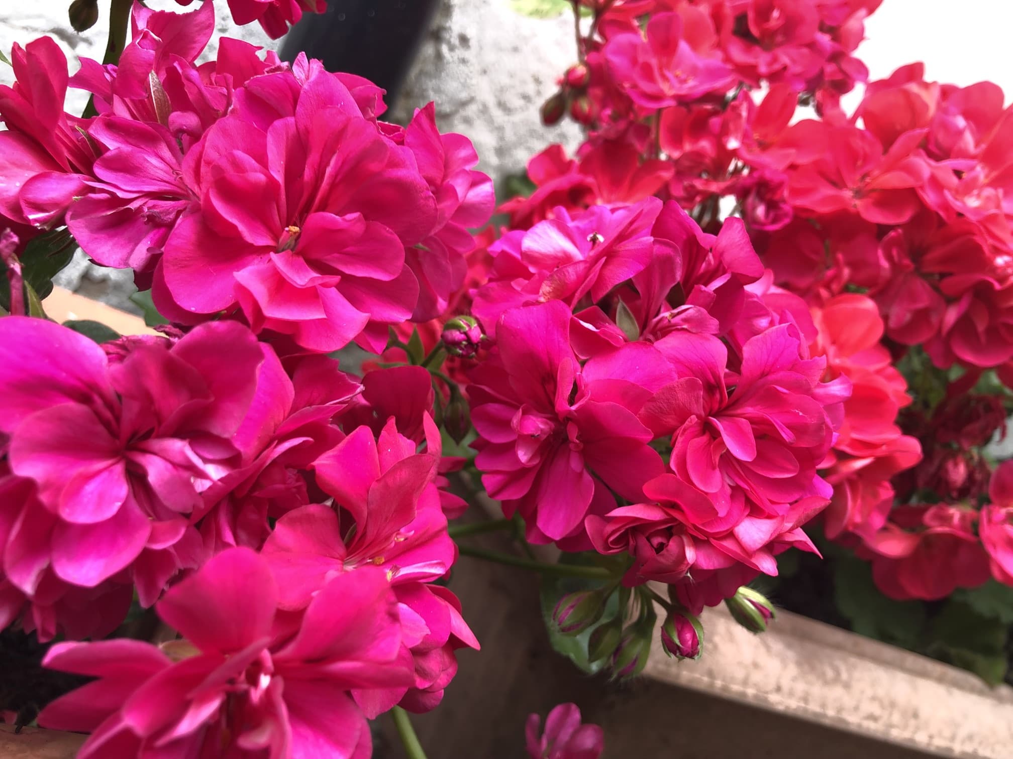 pink flowering geraniums in ceramic planters