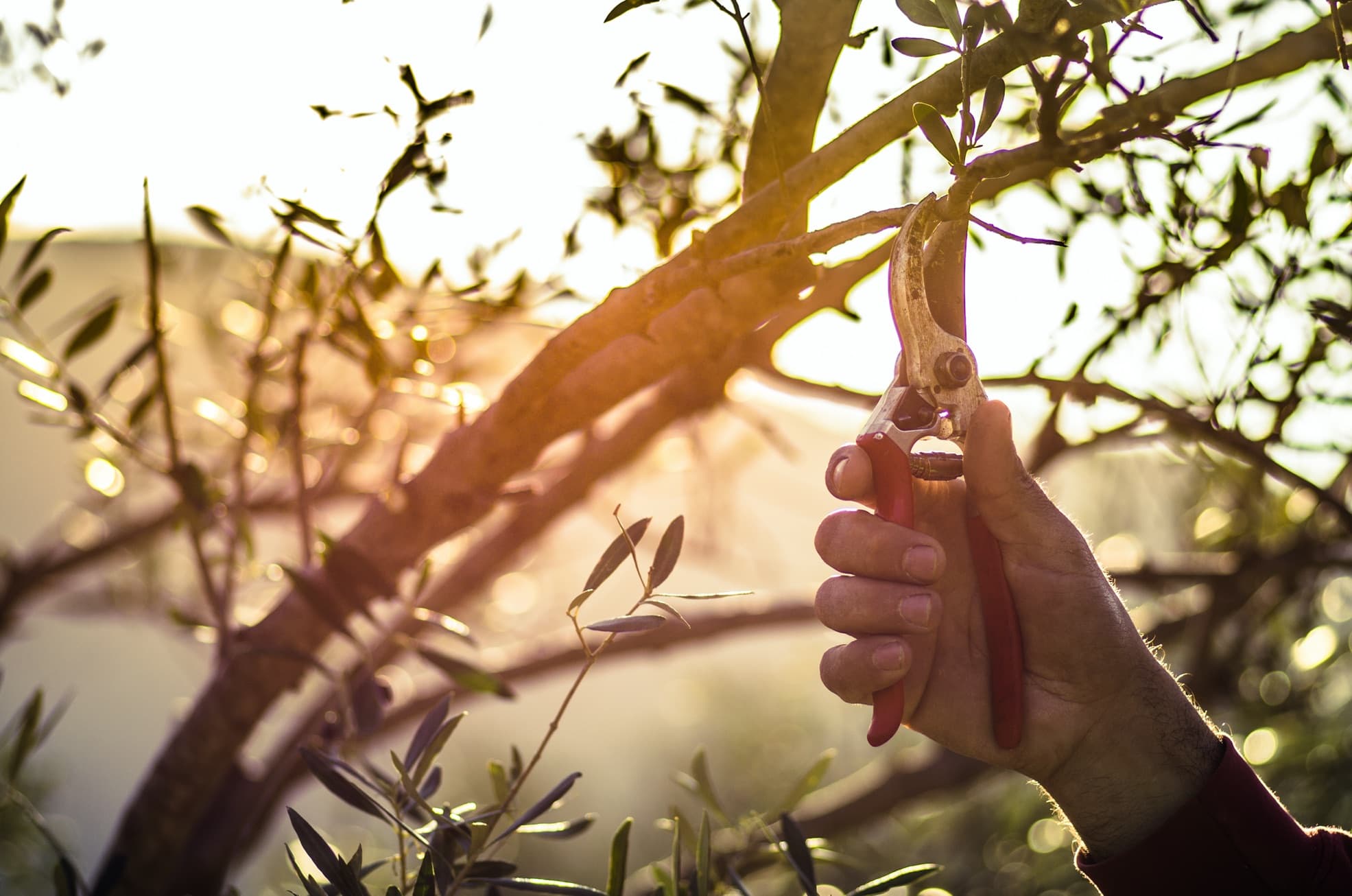 pruning an olive tree with secateurs and sunset in background