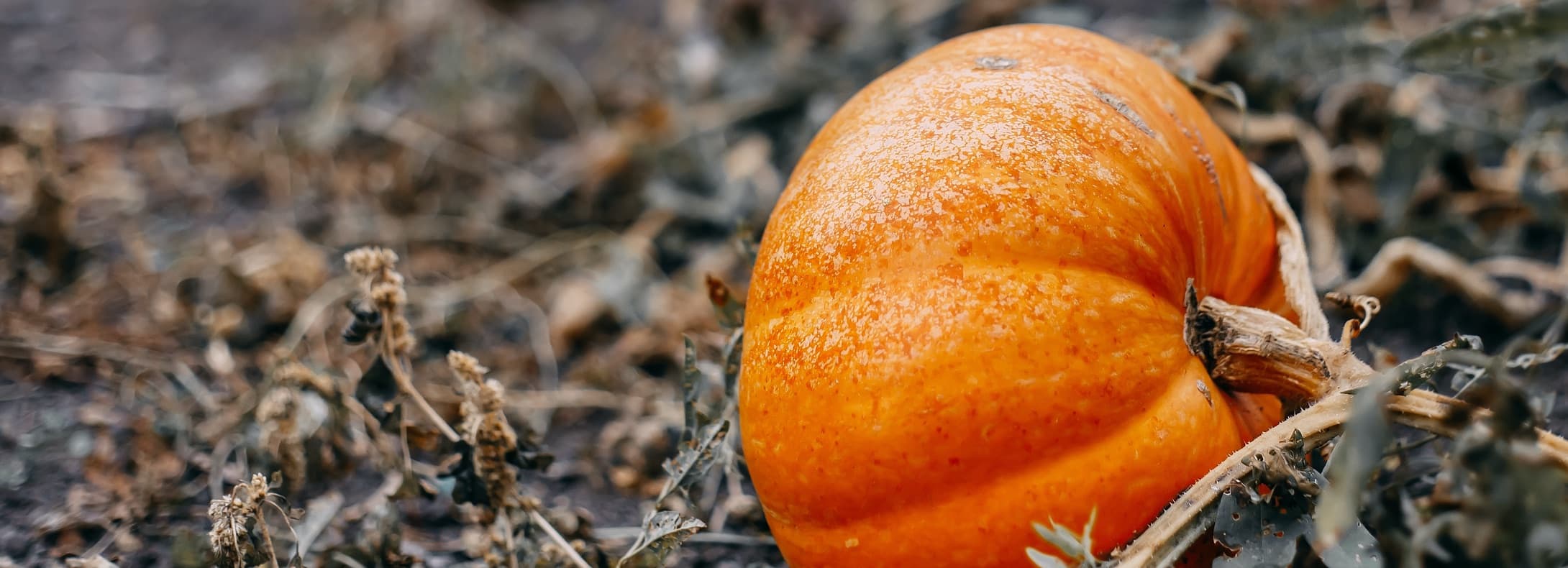 a large pumpkin growing in an autumnal garden