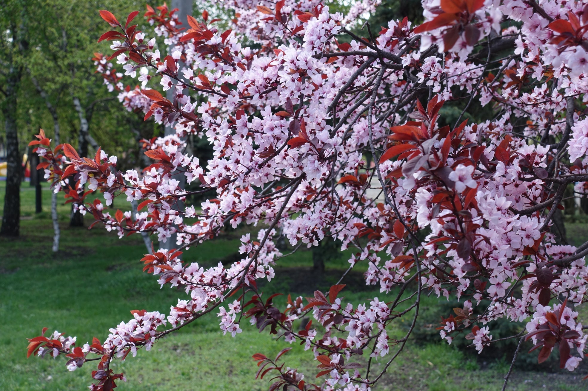 purple leaf plum tree with pink cherry blossom abd purple leaves growing outside in a garden