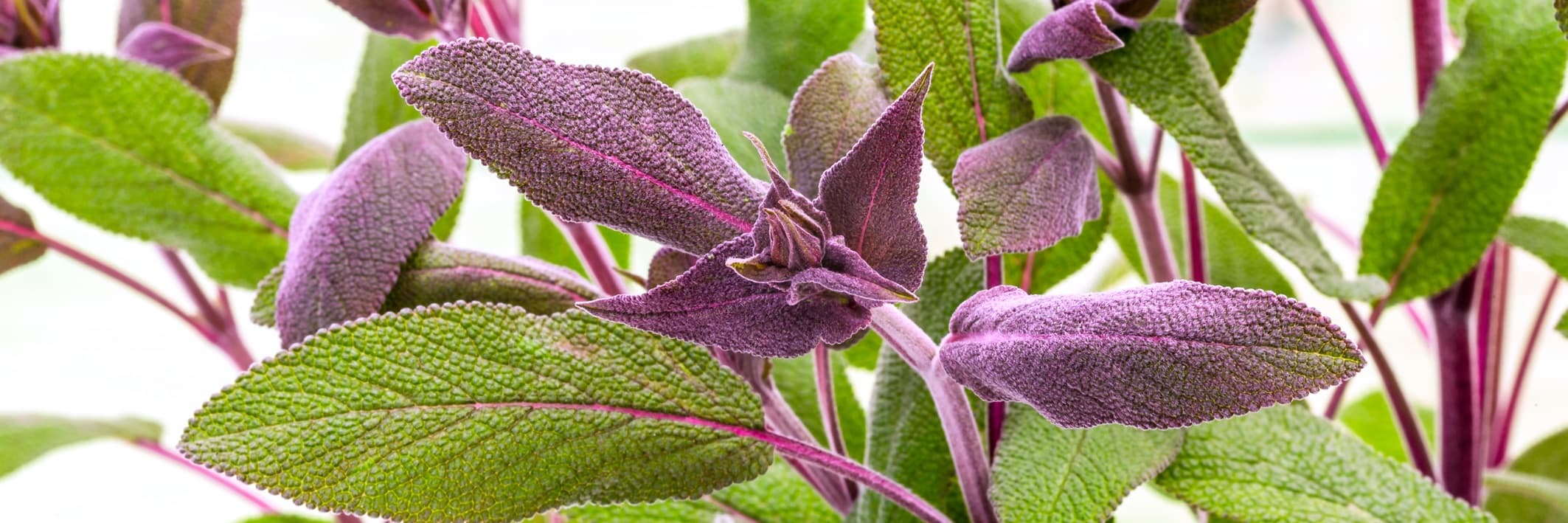 Salvia officinalis 'Purpurascens' leaves up close