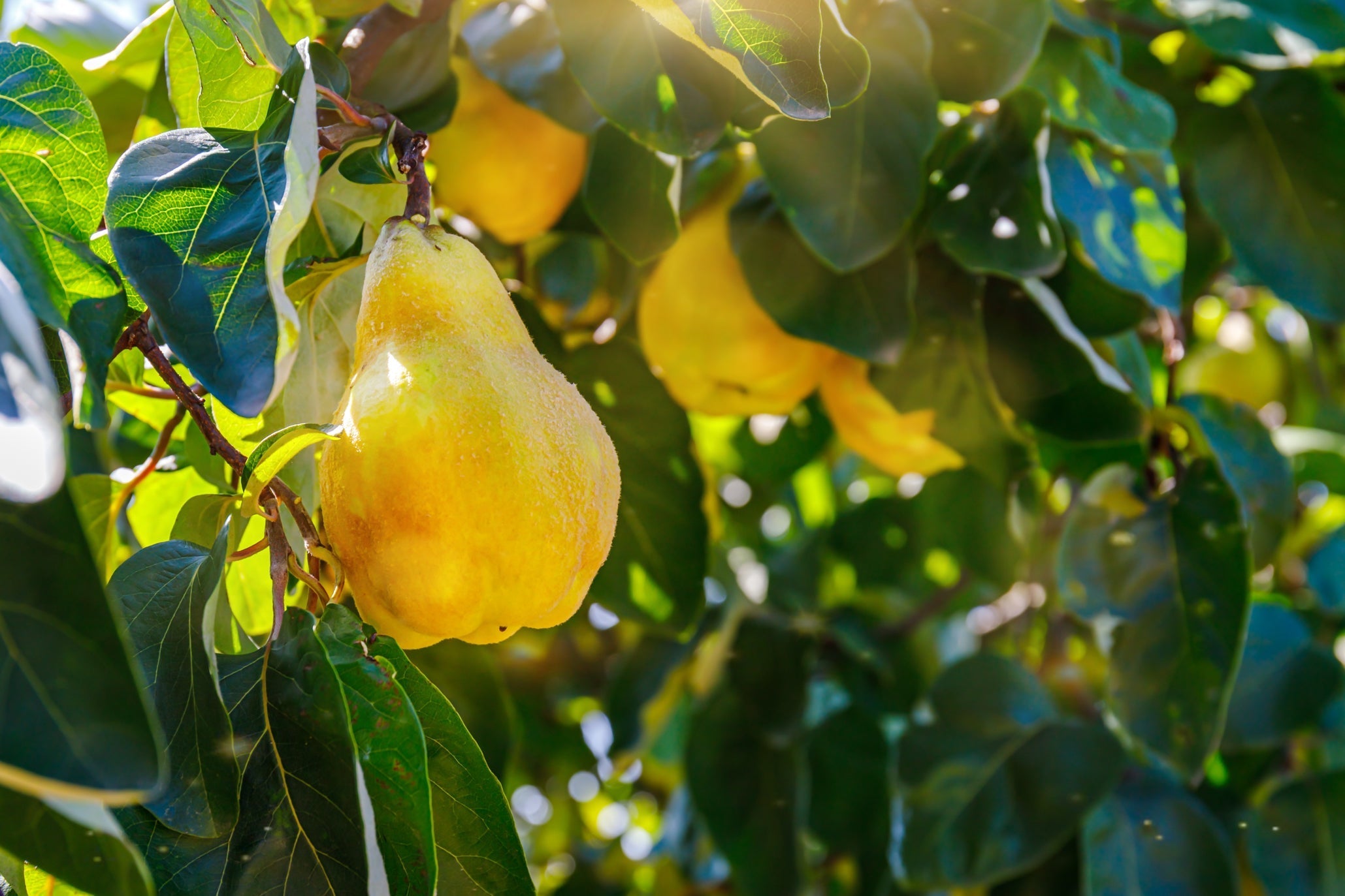 a quince plant with yellow fruits growing outdoors in the sunlight