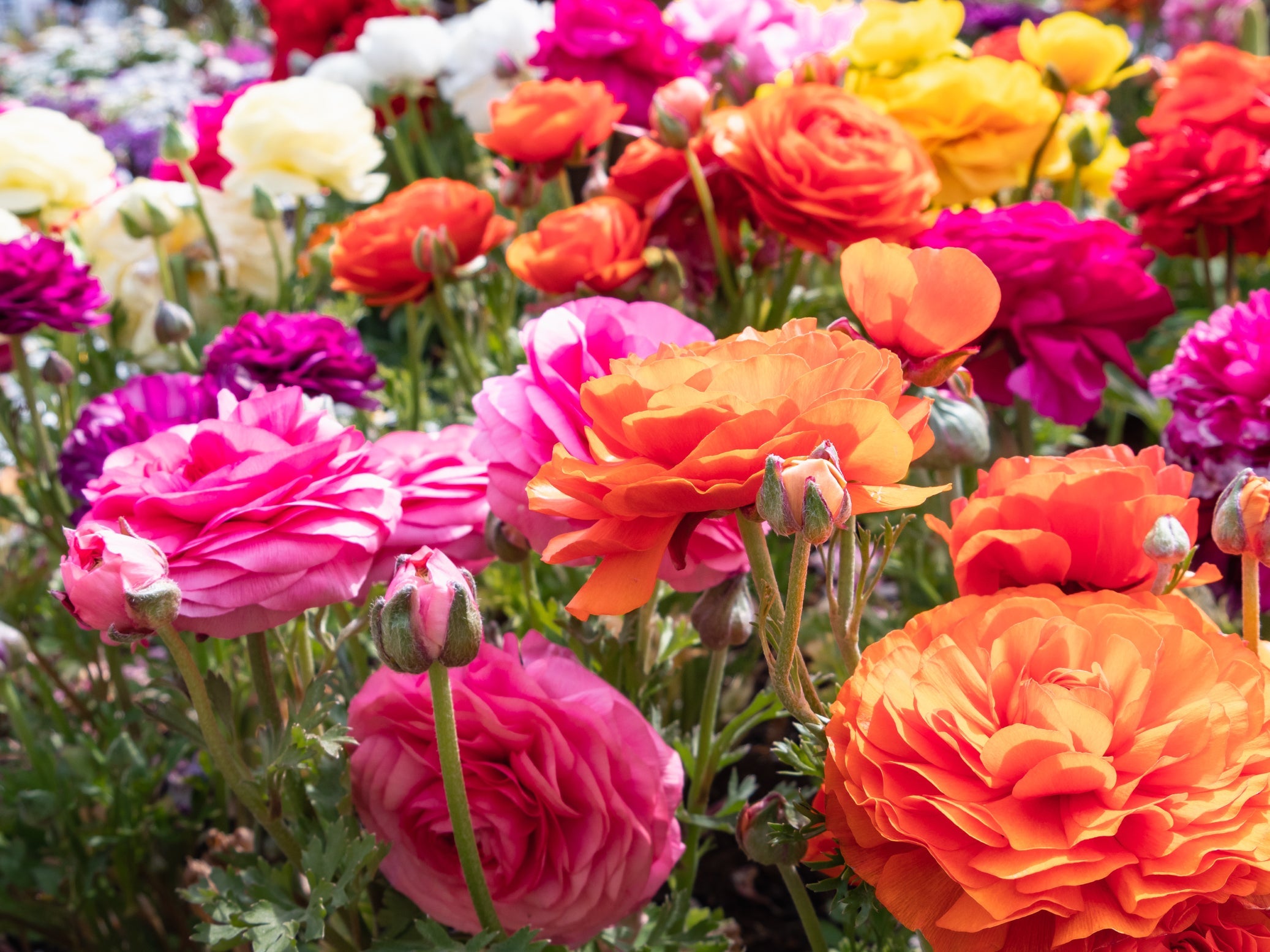 red, pink, orange, yellow and white flowering ranunculus growing outside in a field