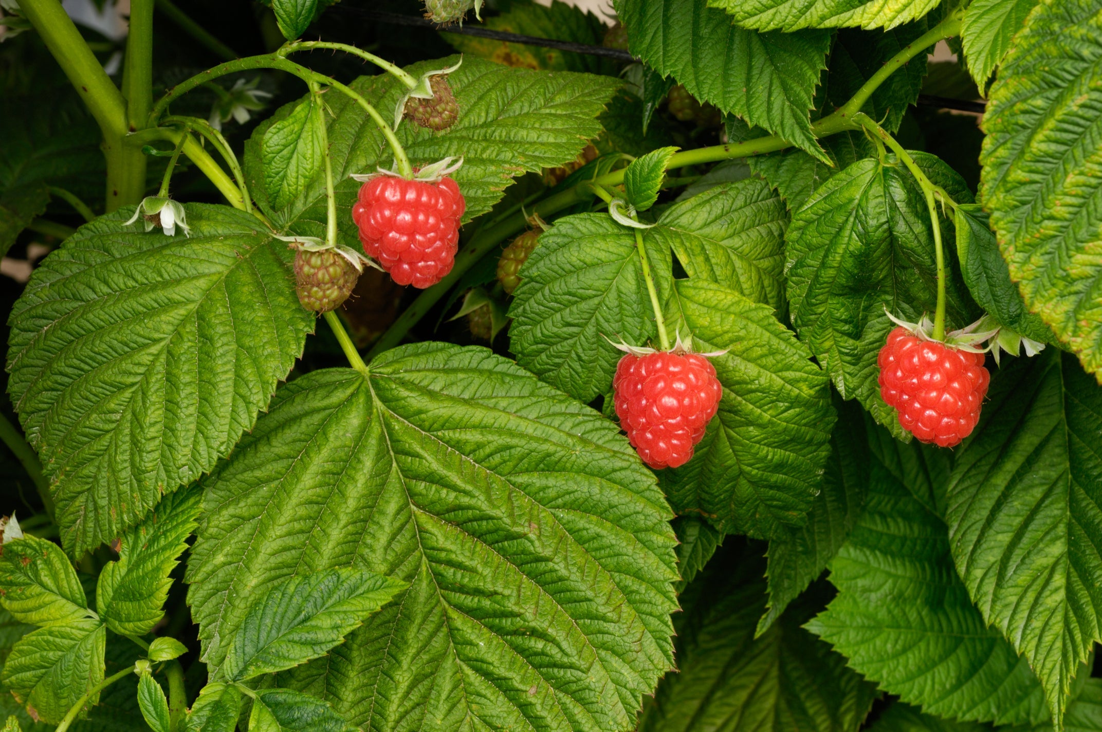 a raspberry plant bearing a couple of red fruits growing outside