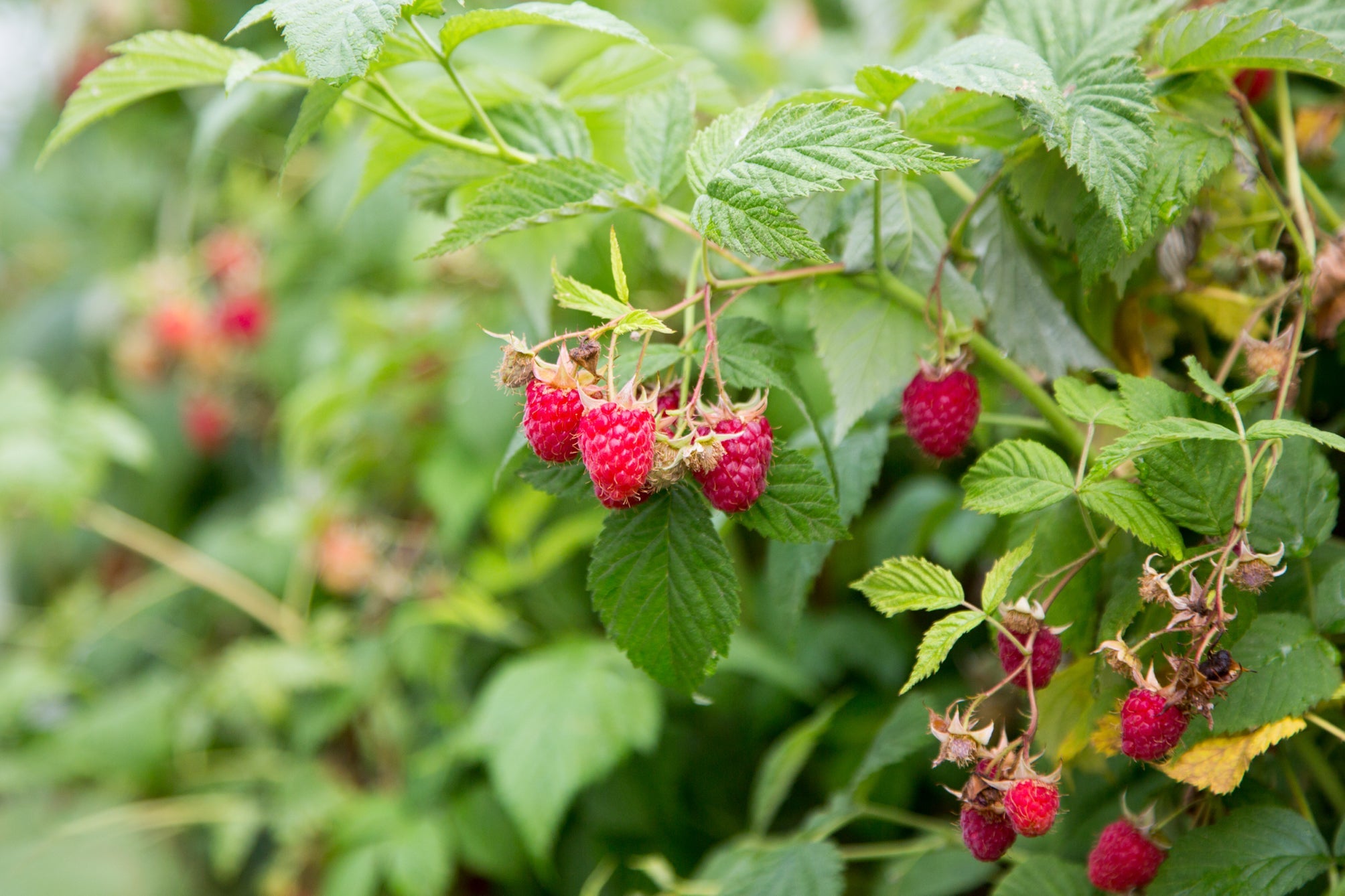 small red raspberry fruits growing from its shrub with green leaves
