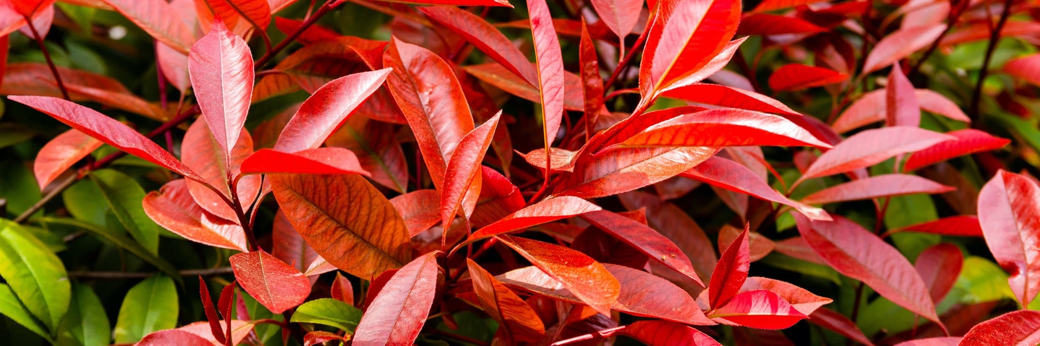 photinia red robin leaves