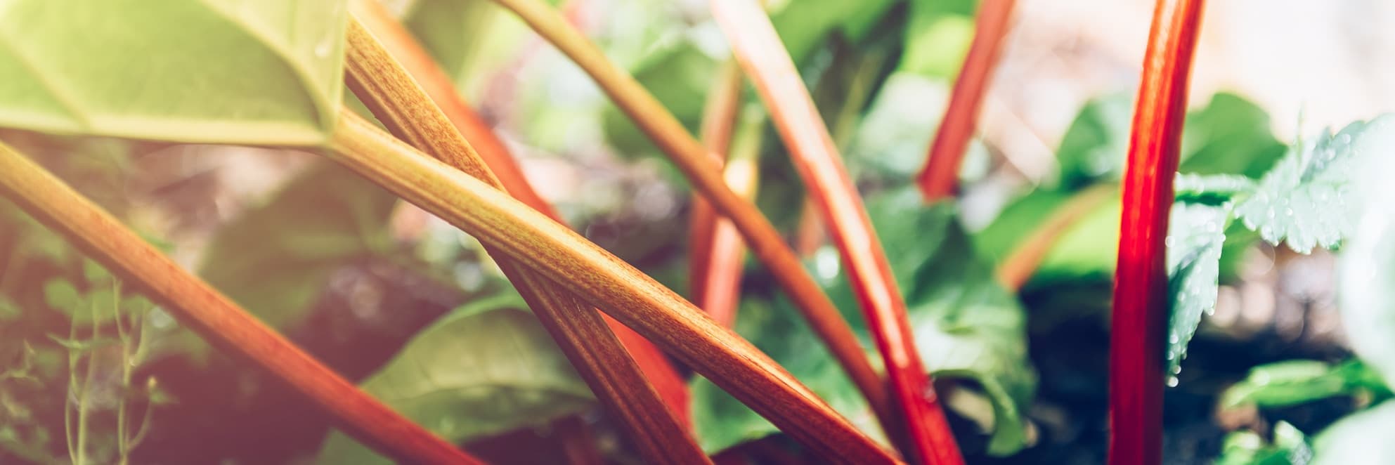 fresh rhubarb growing in a garden