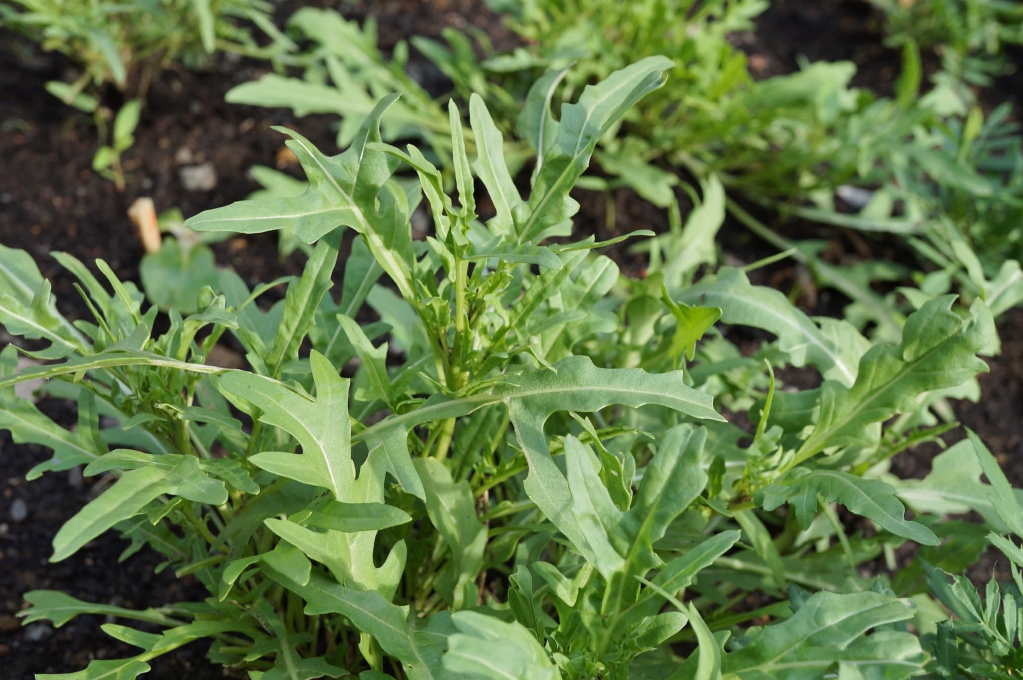 leaves of wild rocket growing in a vegetable garden