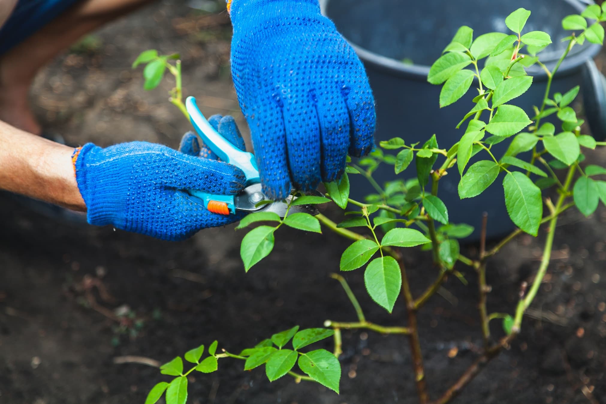 gardener in blue gloves pruning rose bushes