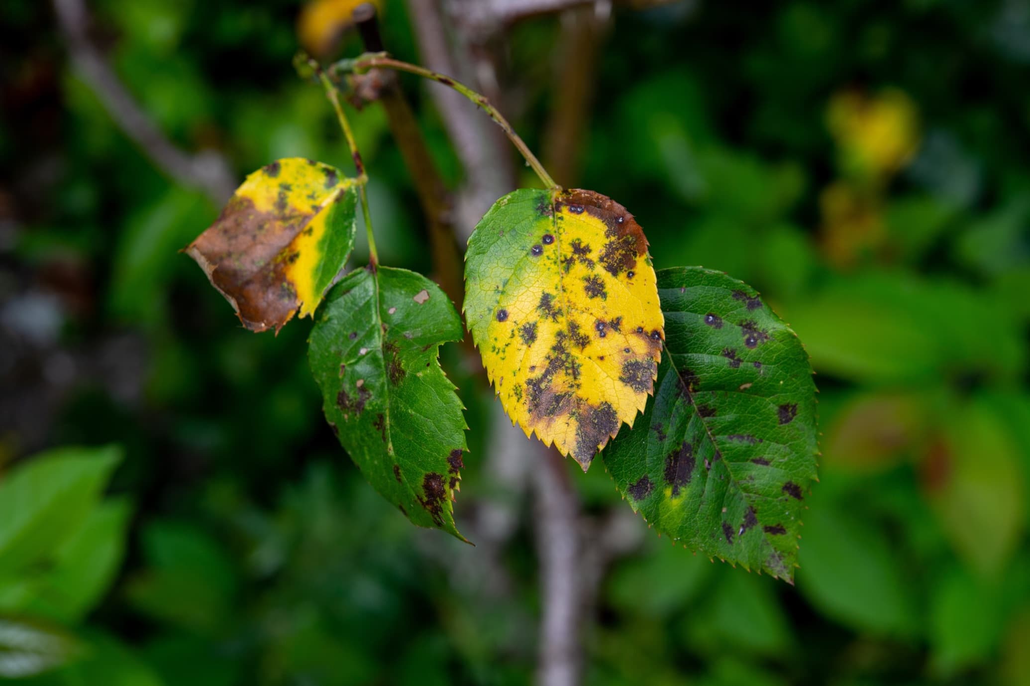 leaves of a rose bush with yellow and brown colouring