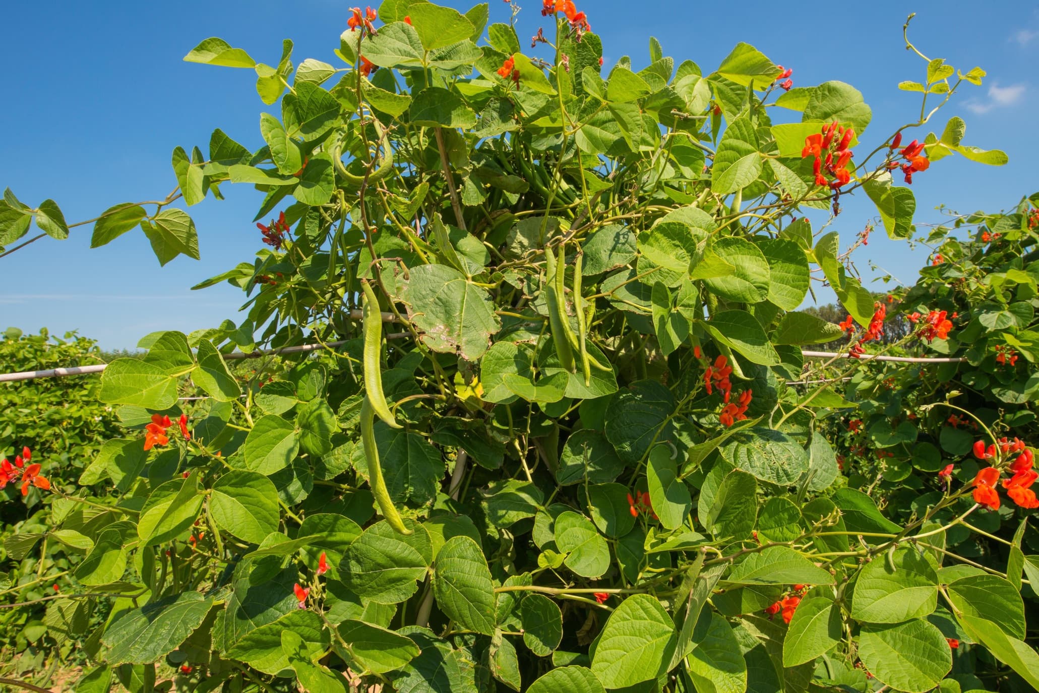 runner beans growing in an English field