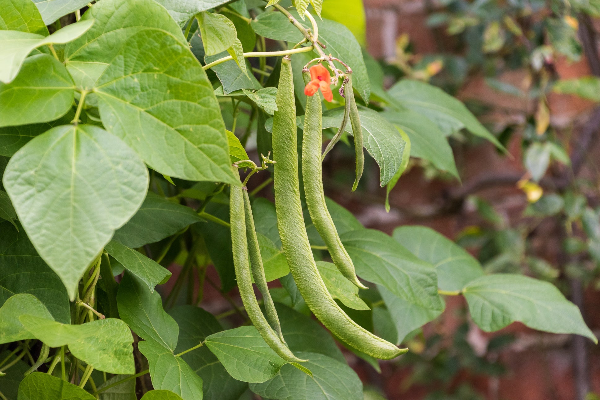 runner bean plant bearing several green vegetables ready for harvest with red flowers growing outsidee