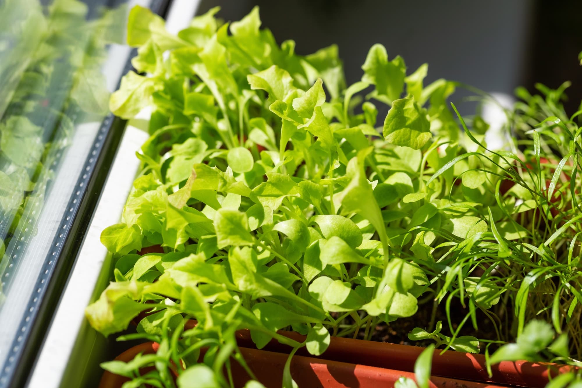 lettuce seedlings growing in a container by a windowsill indoors