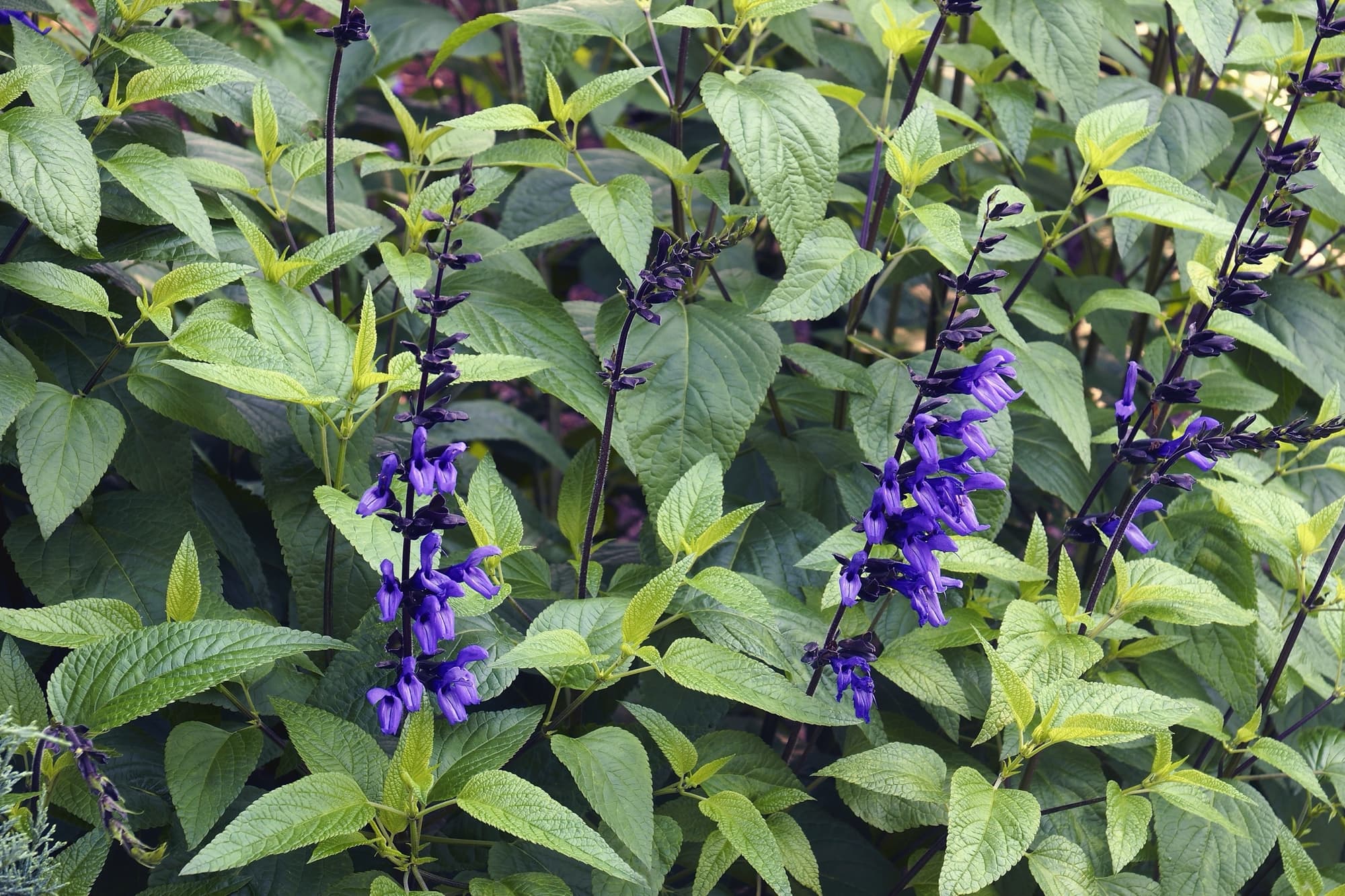 purple flowering salvia plant with an abundance of lanceolate leaves