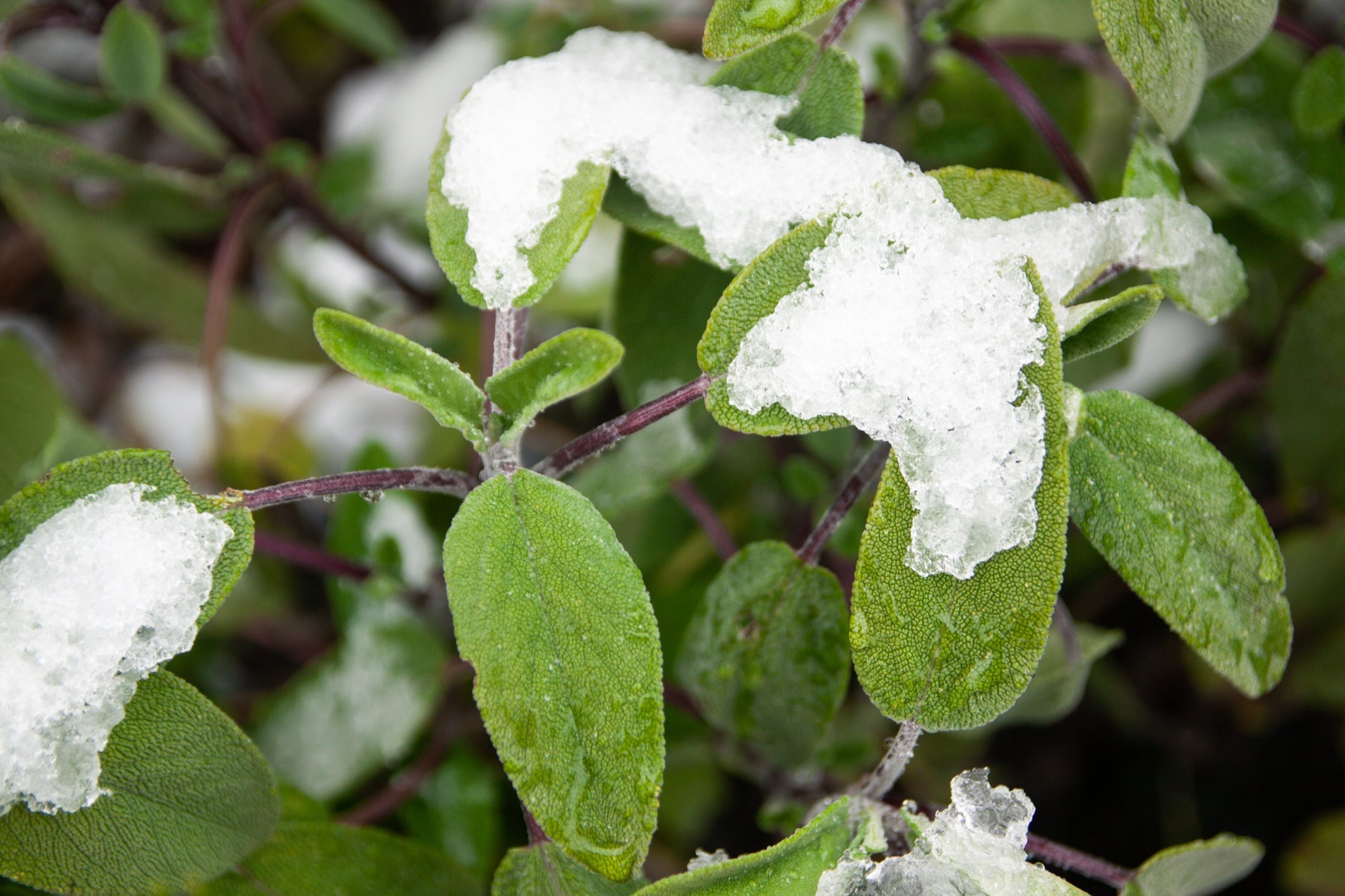 sage plant with oval green leaves covered in a layer of frost