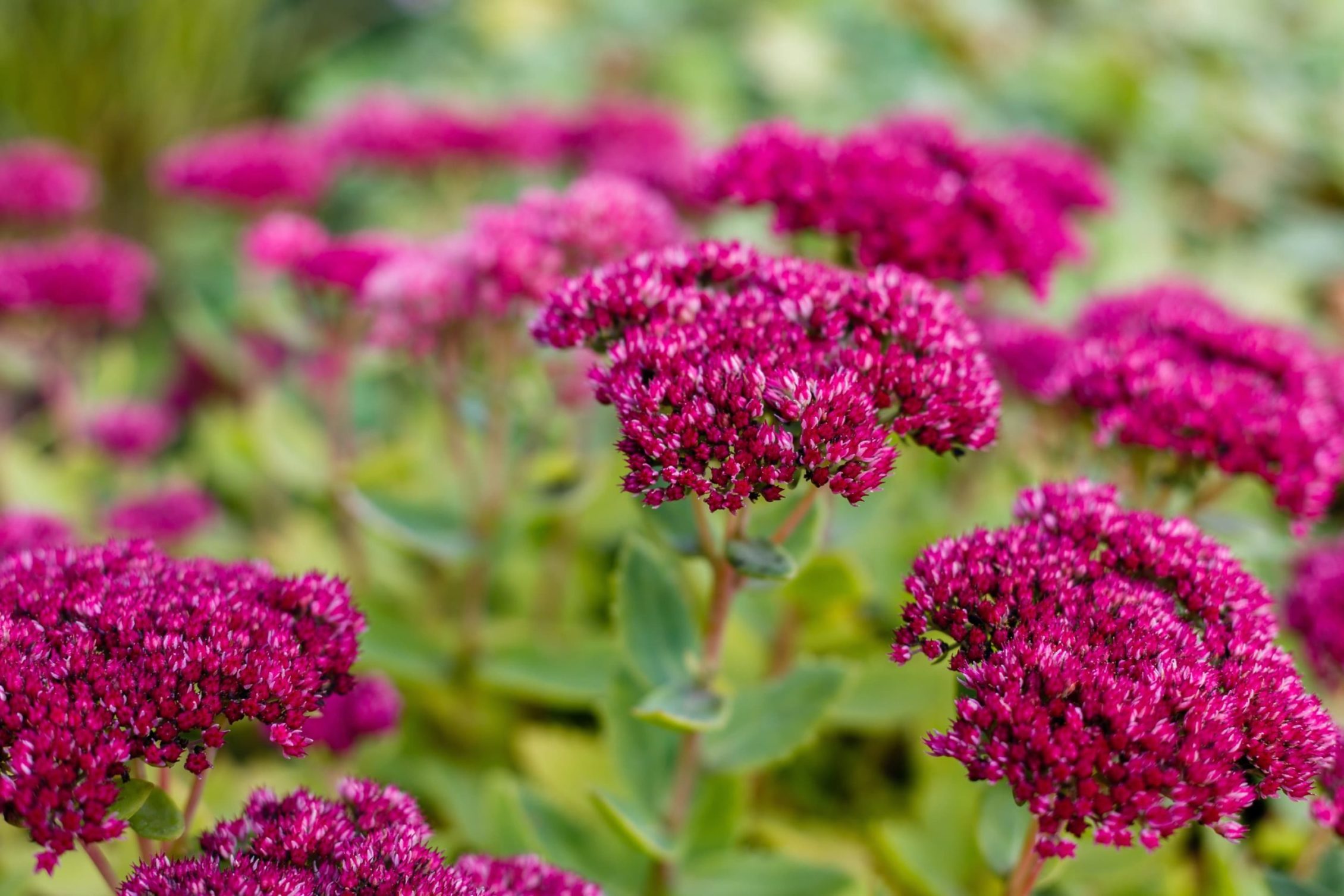 purple ornamental sedum in the garden