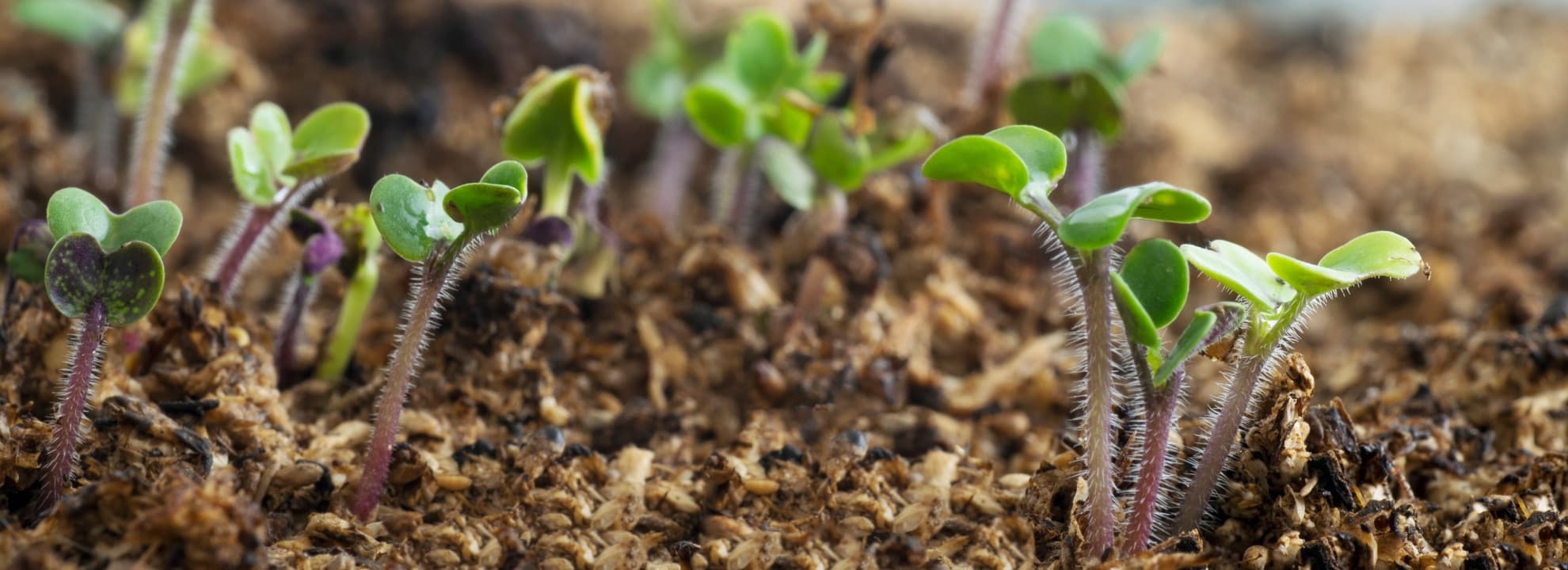 Sinopsis Alba seedlings growing in peat moss