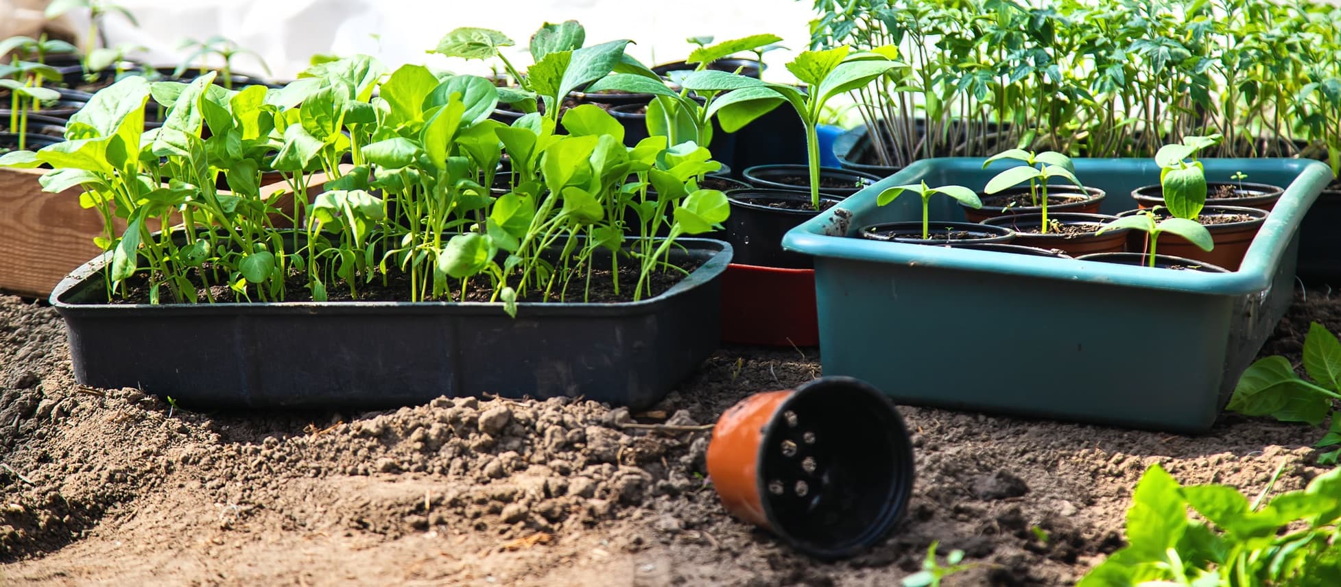 vegetable seedlings ready to be planted out